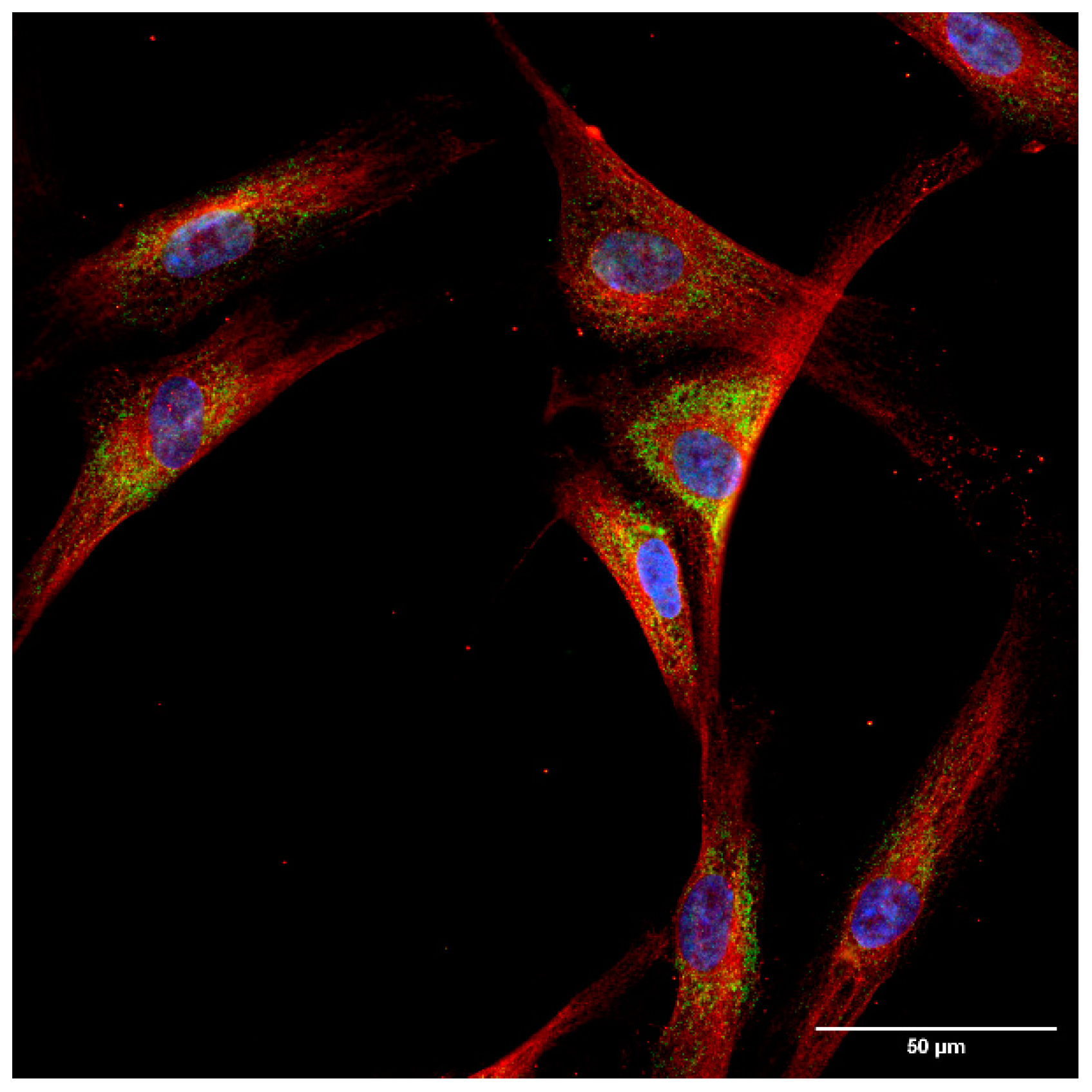 Ijms 25 06647 g004 Ijms 25 06647 g004