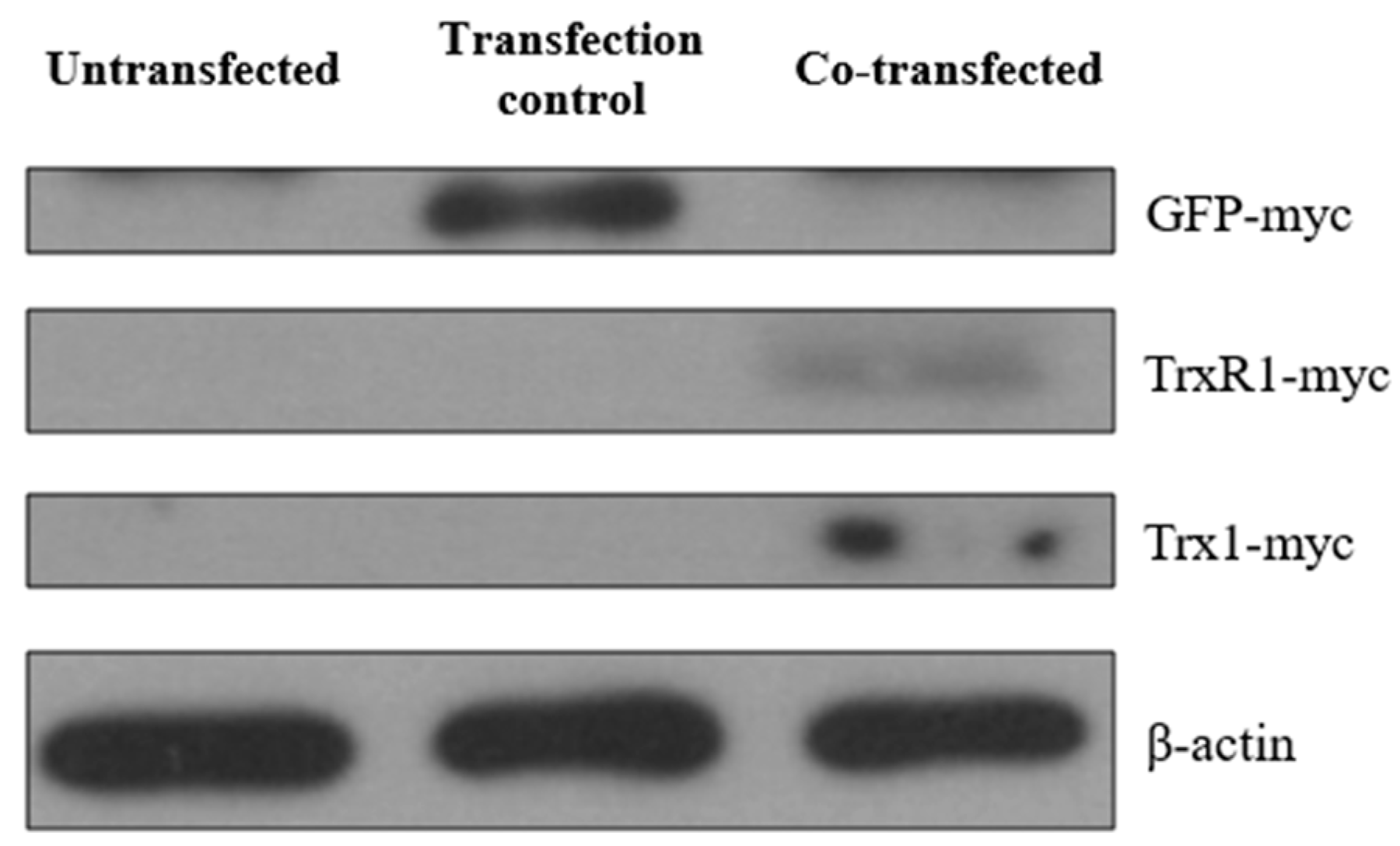 Ijms 25 06647 g006 Ijms 25 06647 g006