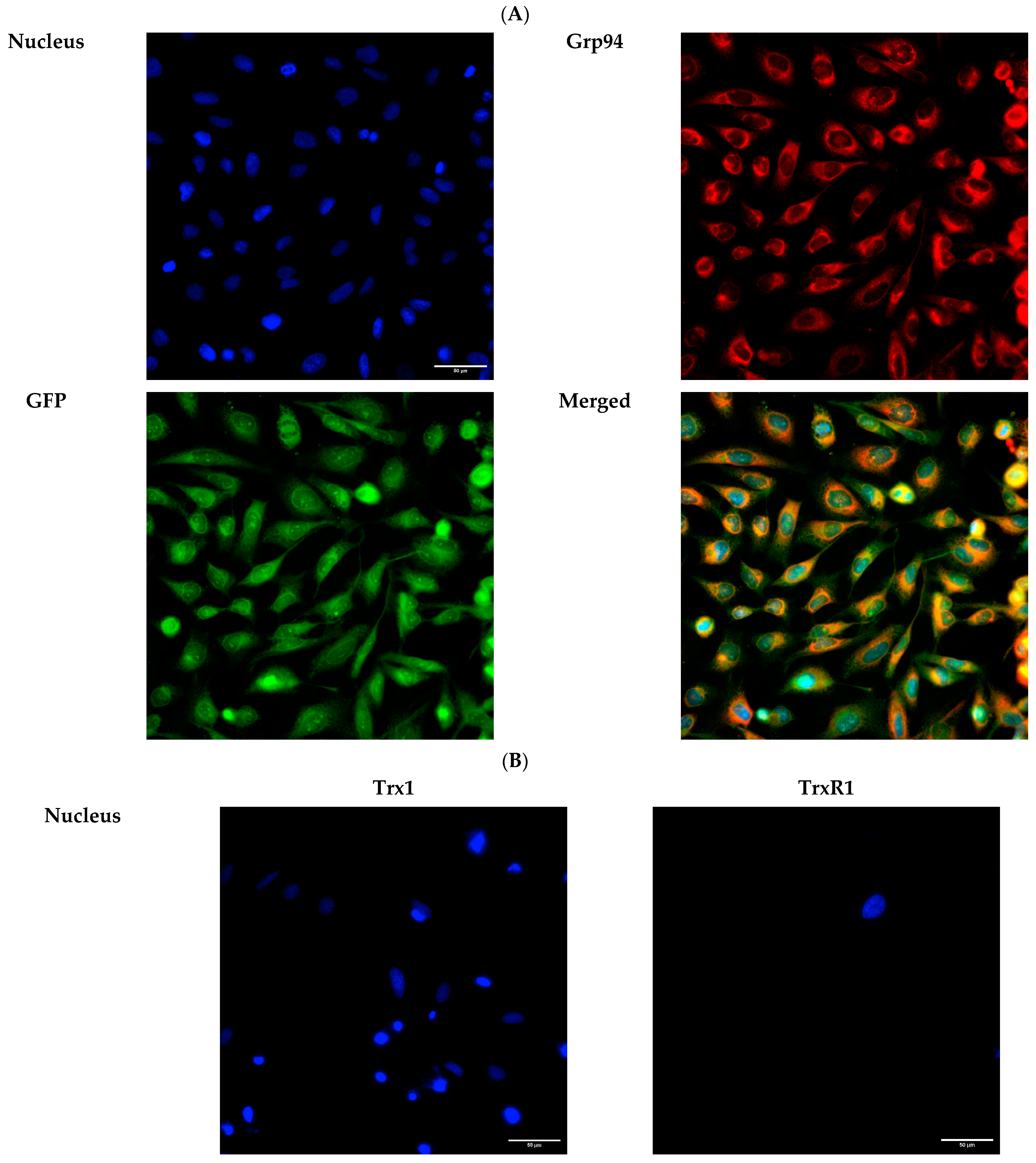 Ijms 25 06647 g007a Ijms 25 06647 g007a