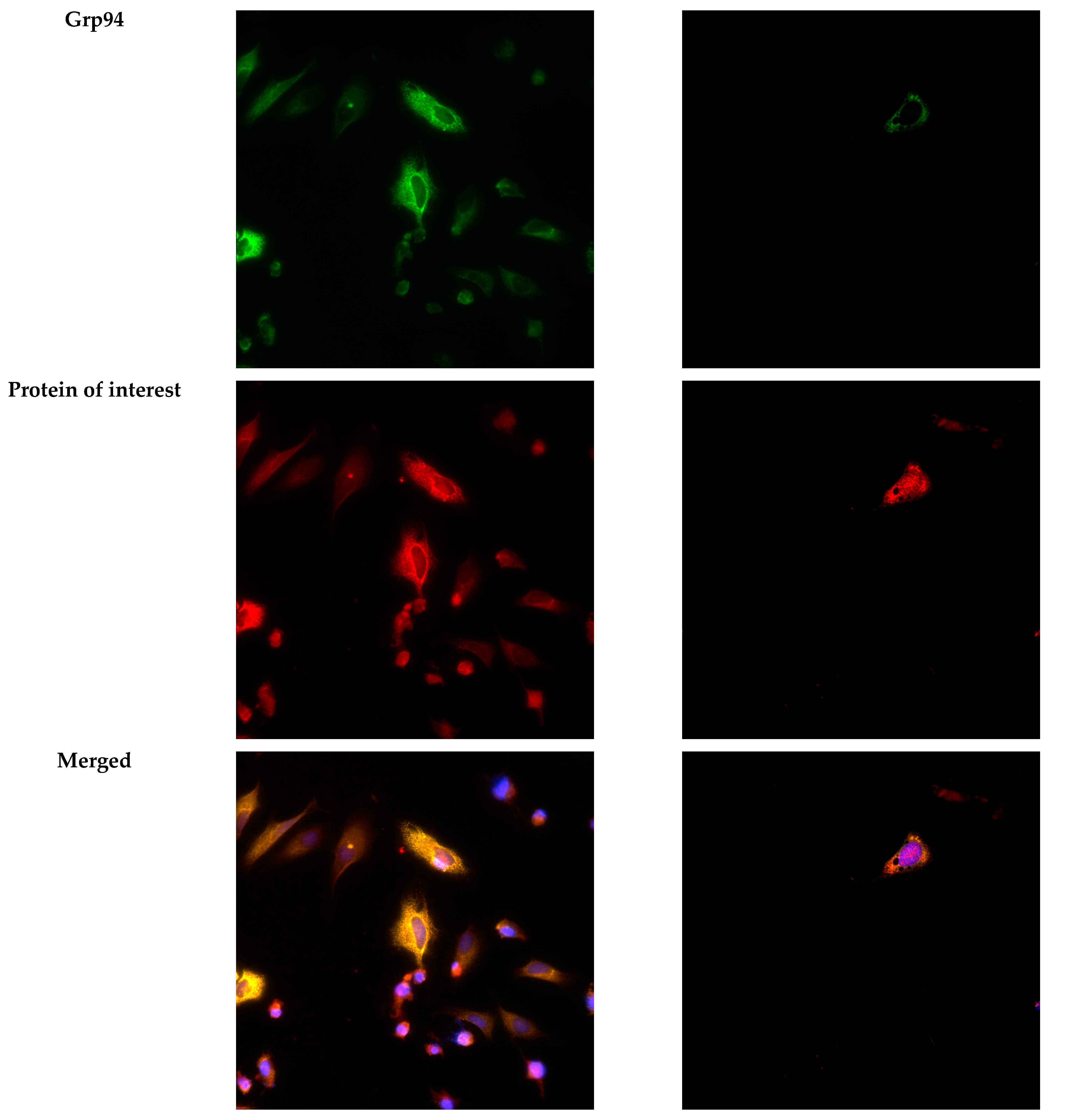 Ijms 25 06647 g007b Ijms 25 06647 g007b