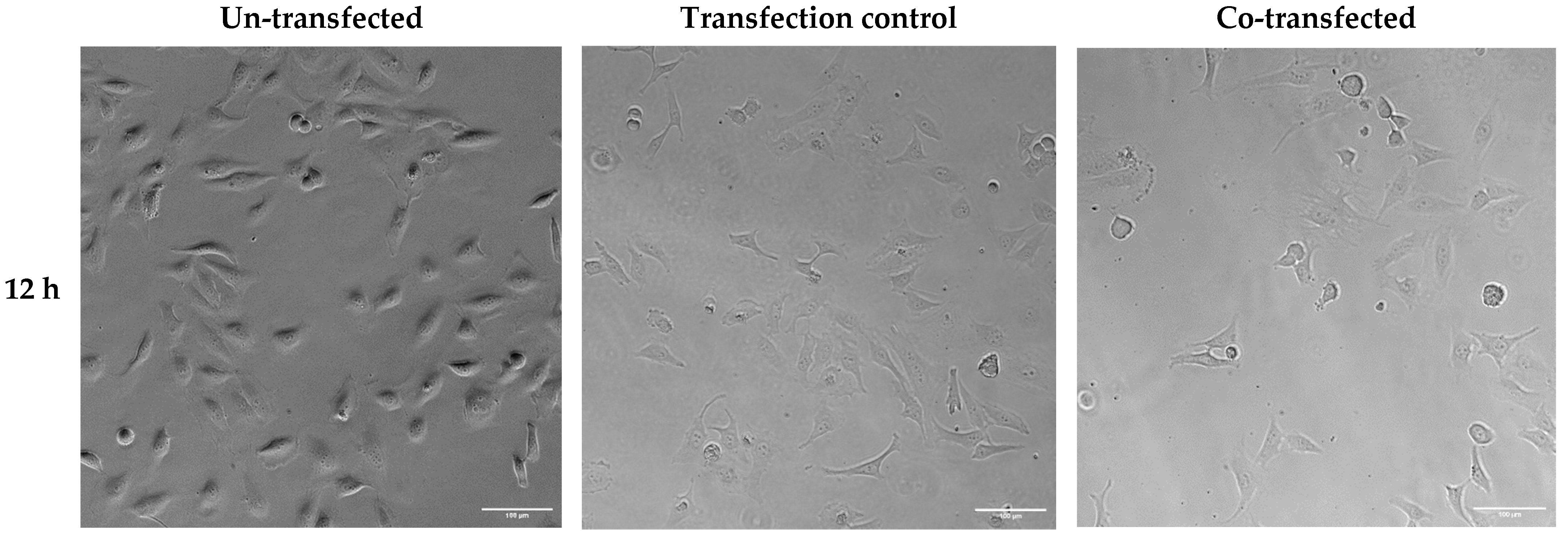 Ijms 25 06647 g009a Ijms 25 06647 g009a