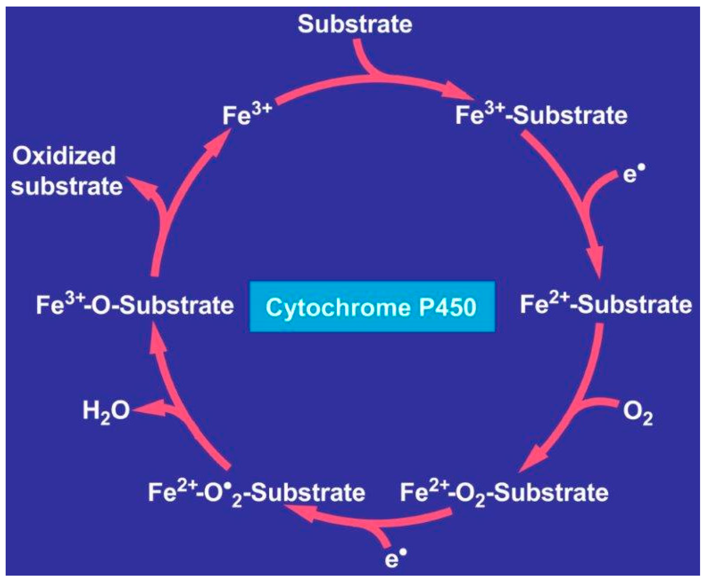 Ijms 25 06662 g004 Ijms 25 06662 g004
