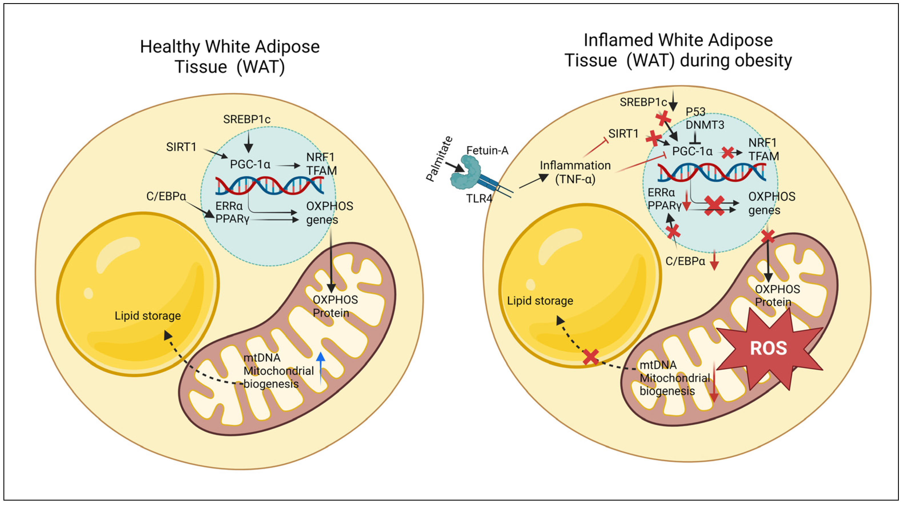 Ijms 25 06681 g001 Ijms 25 06681 g001
