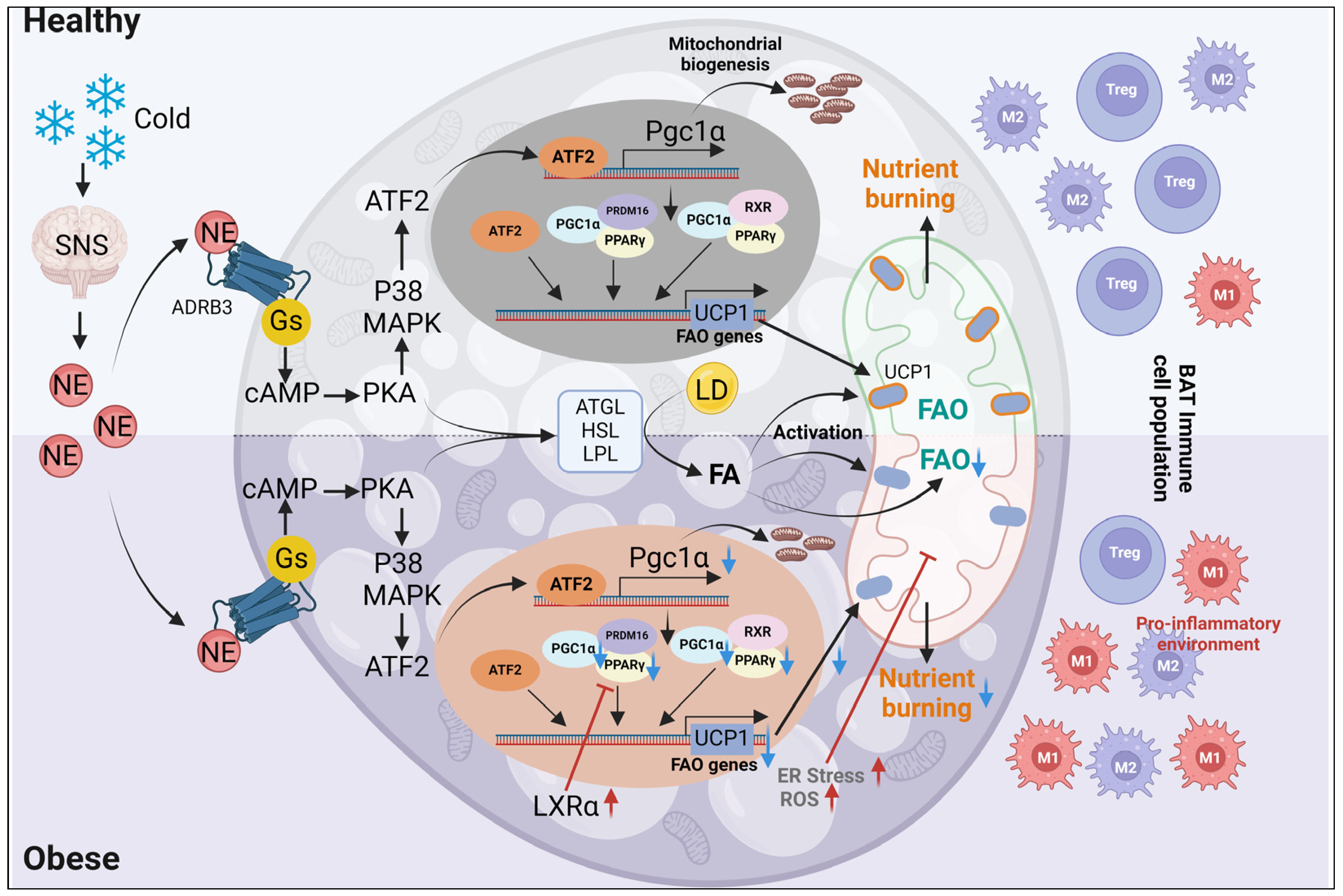 Ijms 25 06681 g002 Ijms 25 06681 g002