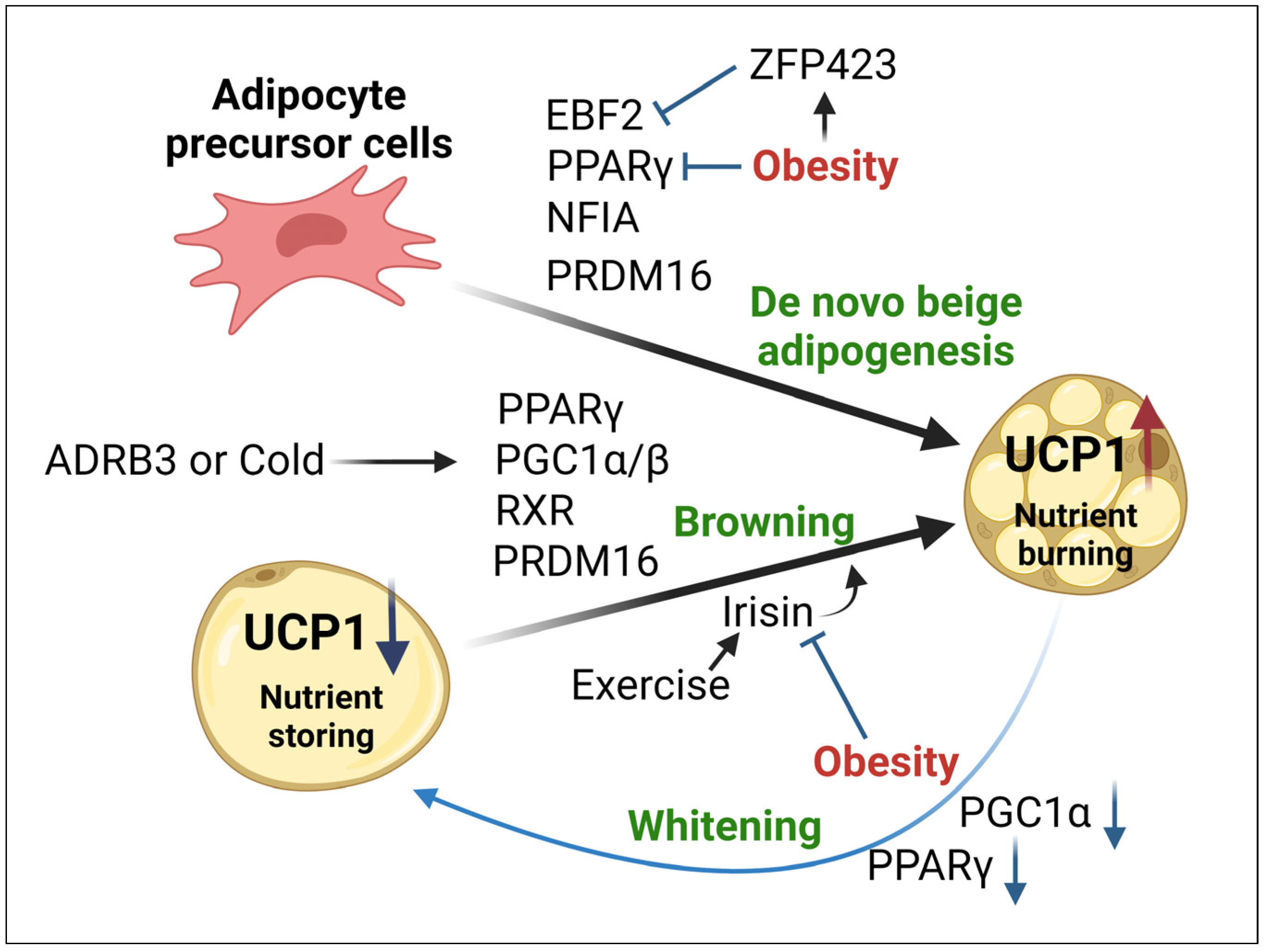 Ijms 25 06681 g003 Ijms 25 06681 g003