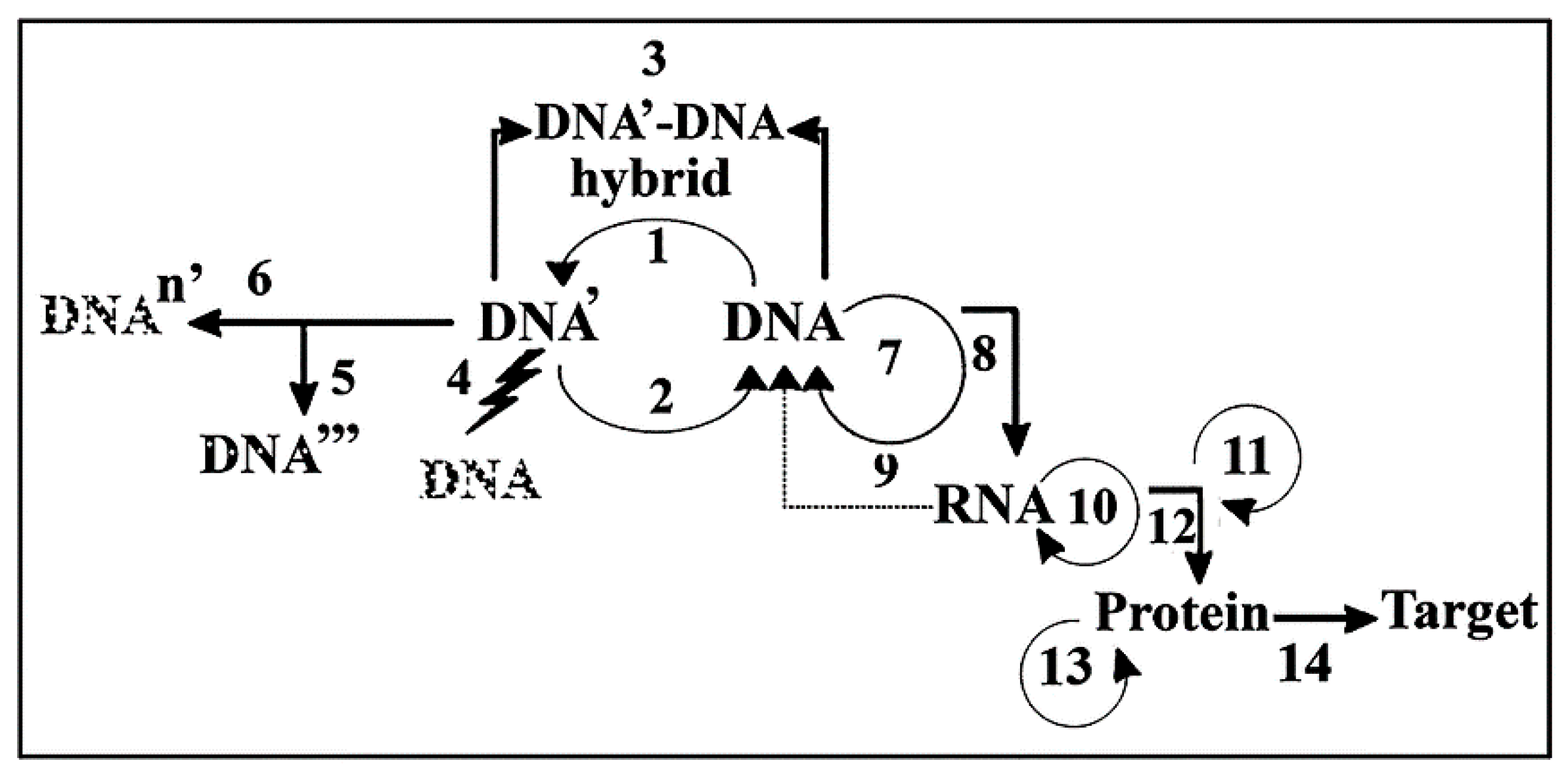 Ijms 25 06727 g004