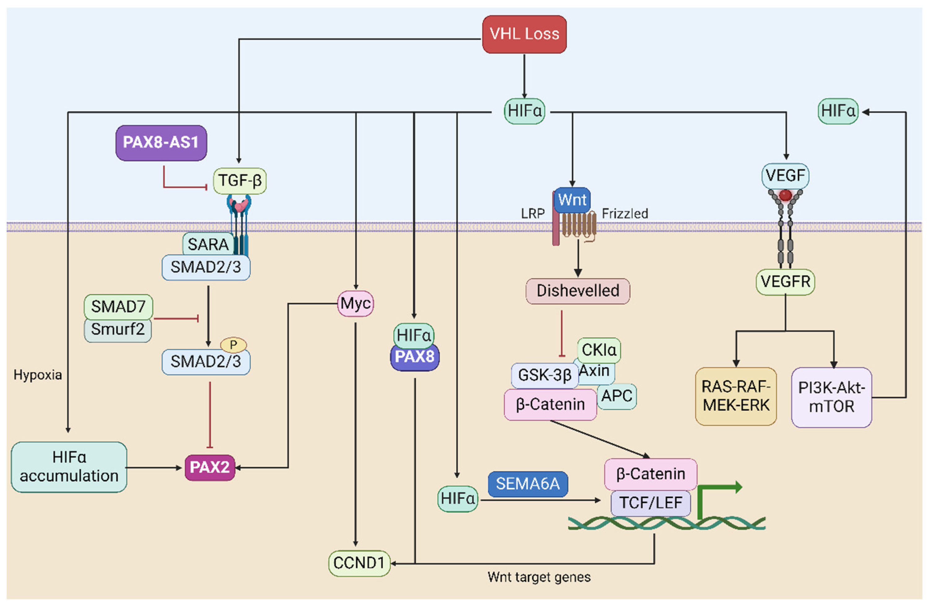 Ijms 25 06730 g003 Ijms 25 06730 g003