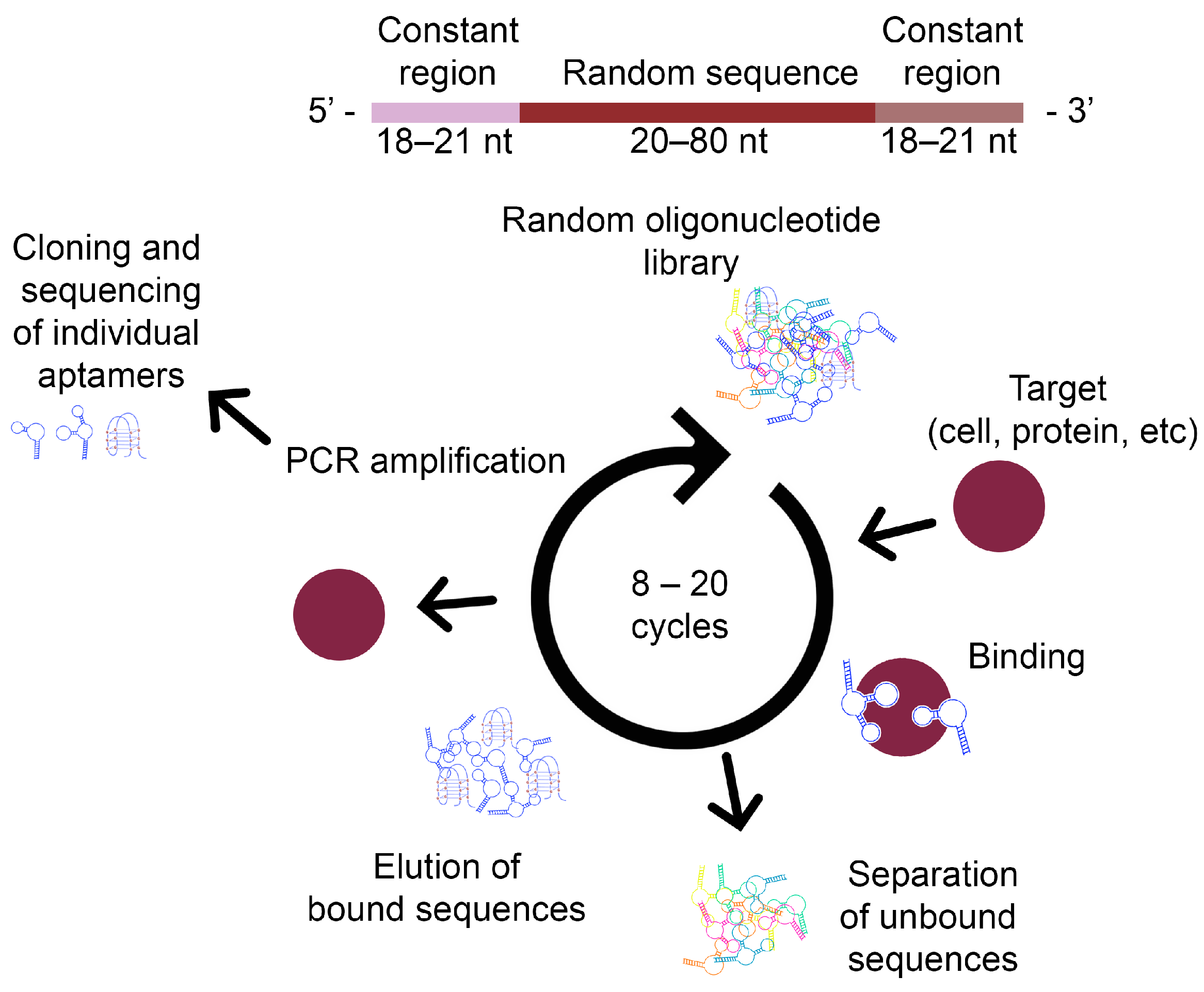 Ijms 25 06833 g002 Ijms 25 06833 g002