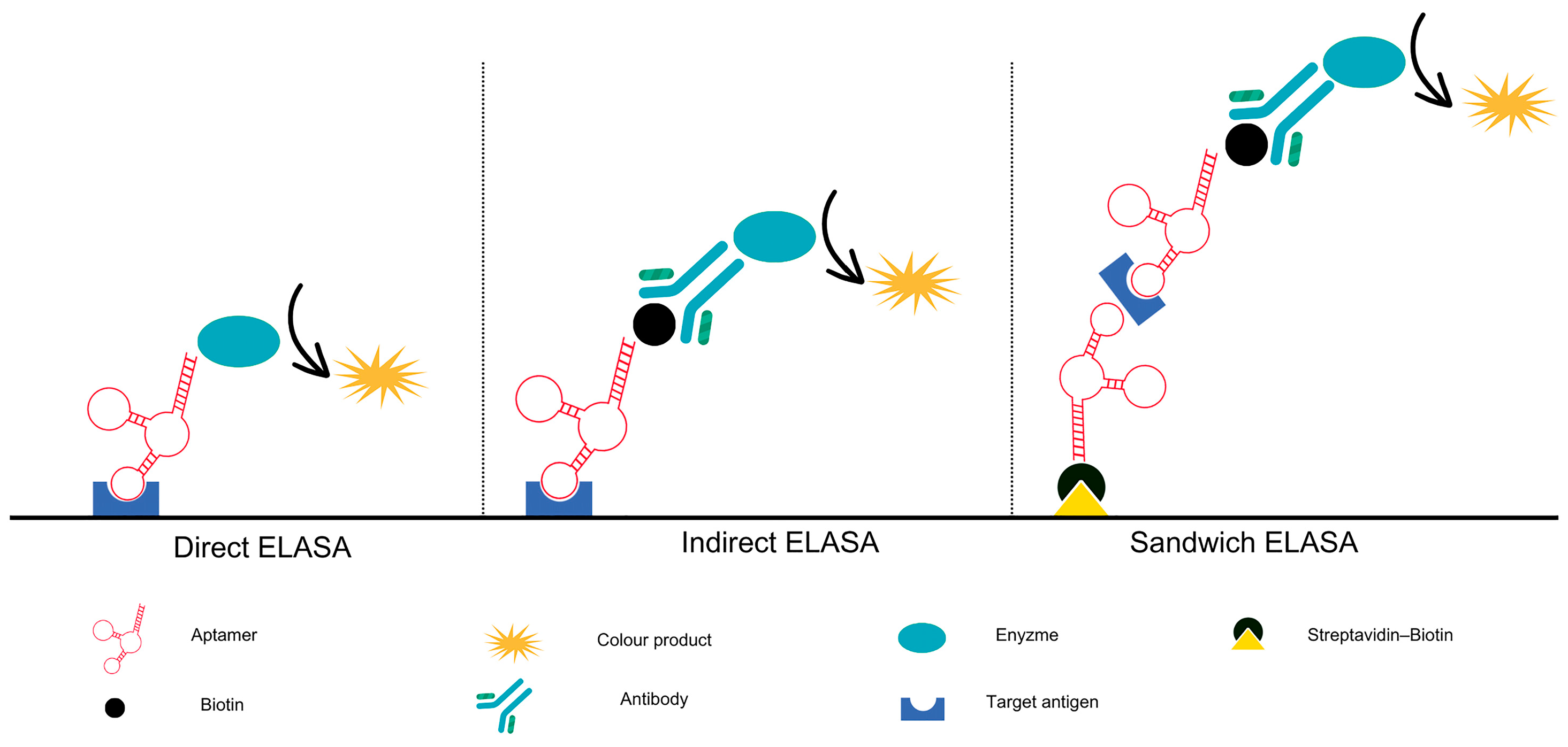 Ijms 25 06833 g003 Ijms 25 06833 g003