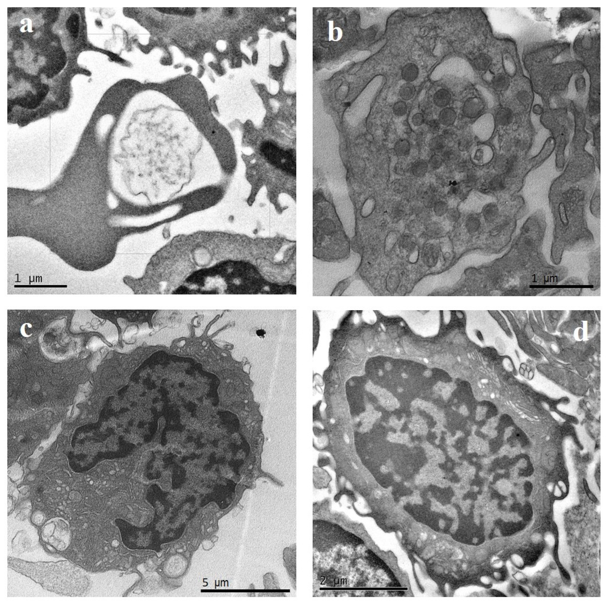 Ijms 25 06867 g001 Ijms 25 06867 g001