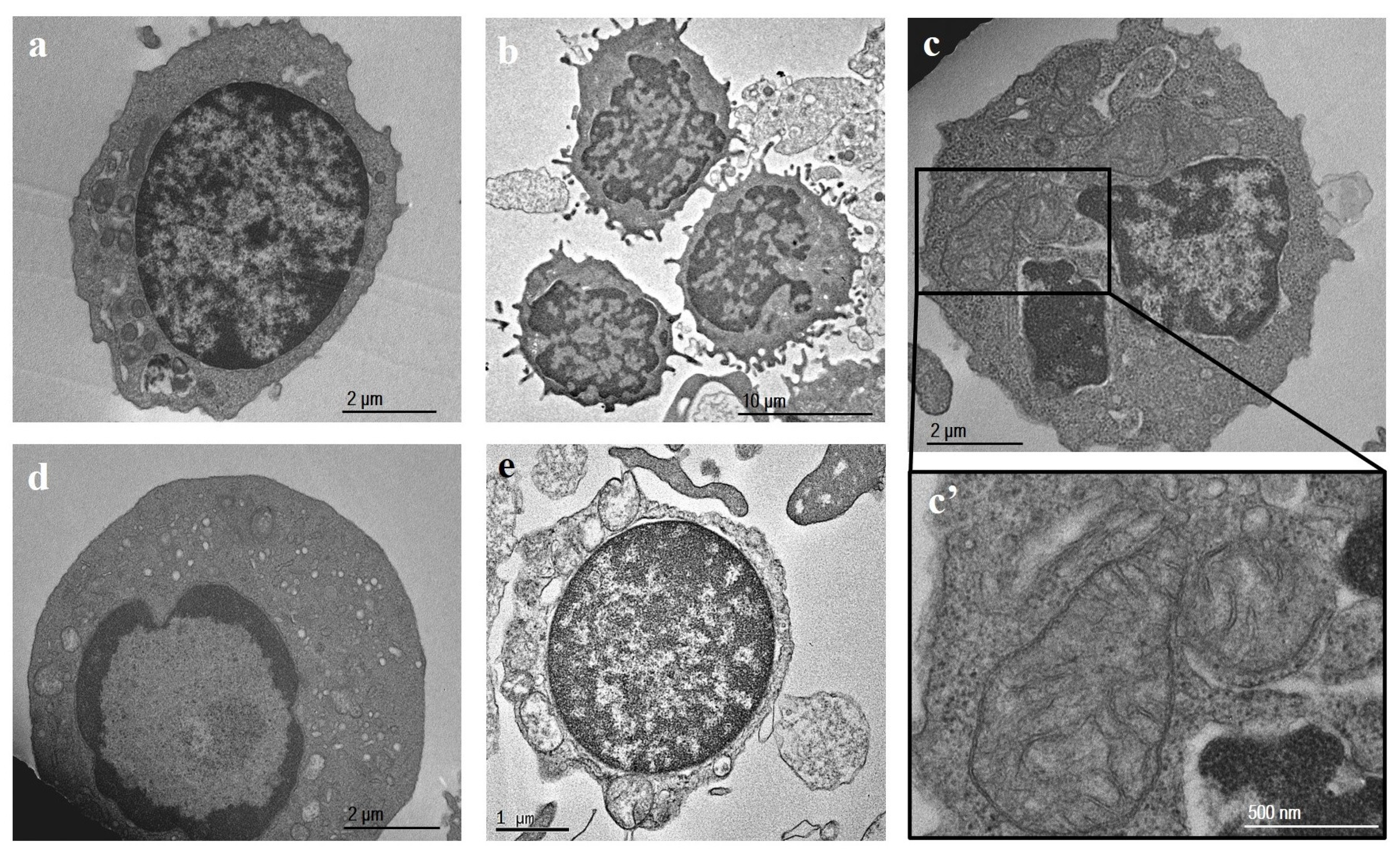 Ijms 25 06867 g002 Ijms 25 06867 g002