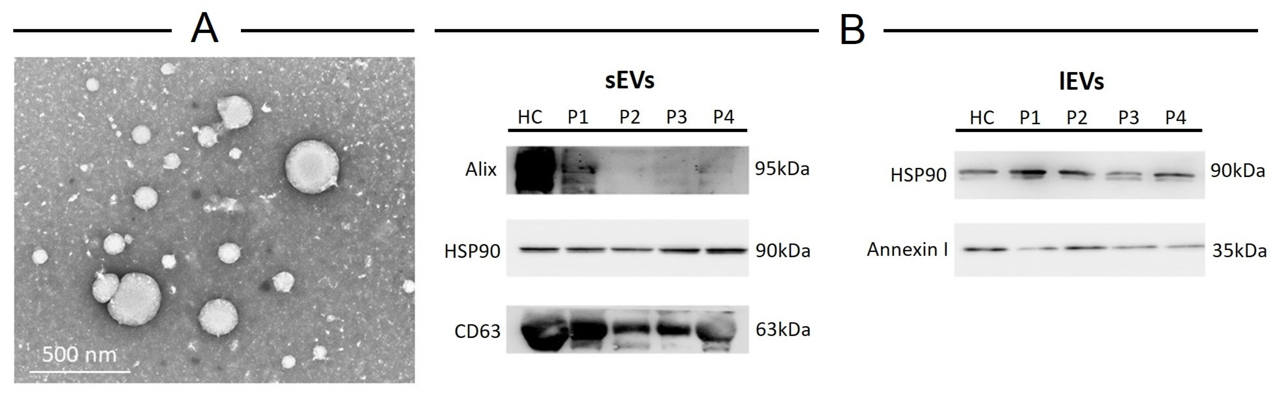 Ijms 25 06867 g004 Ijms 25 06867 g004