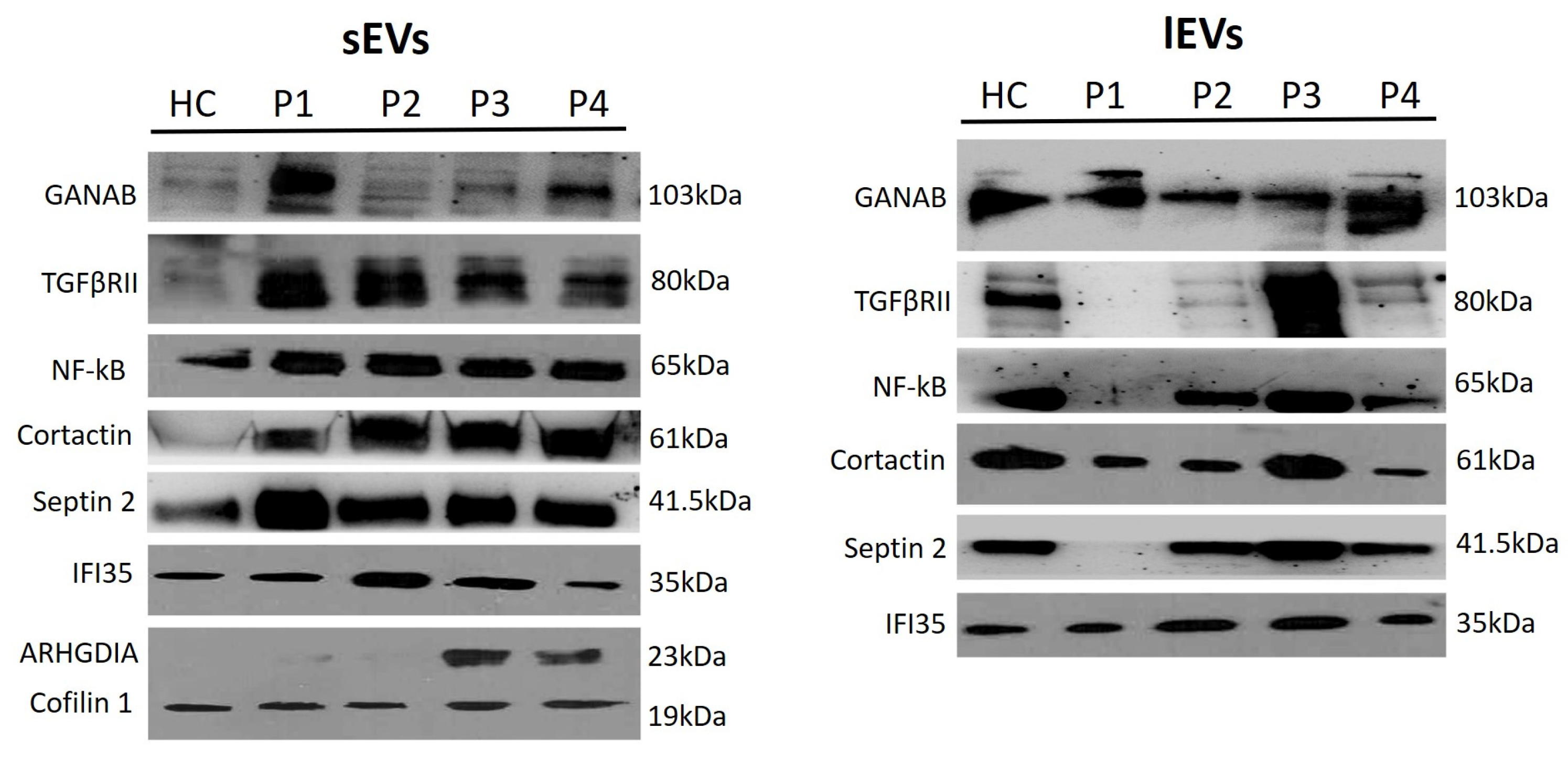 Ijms 25 06867 g005 Ijms 25 06867 g005