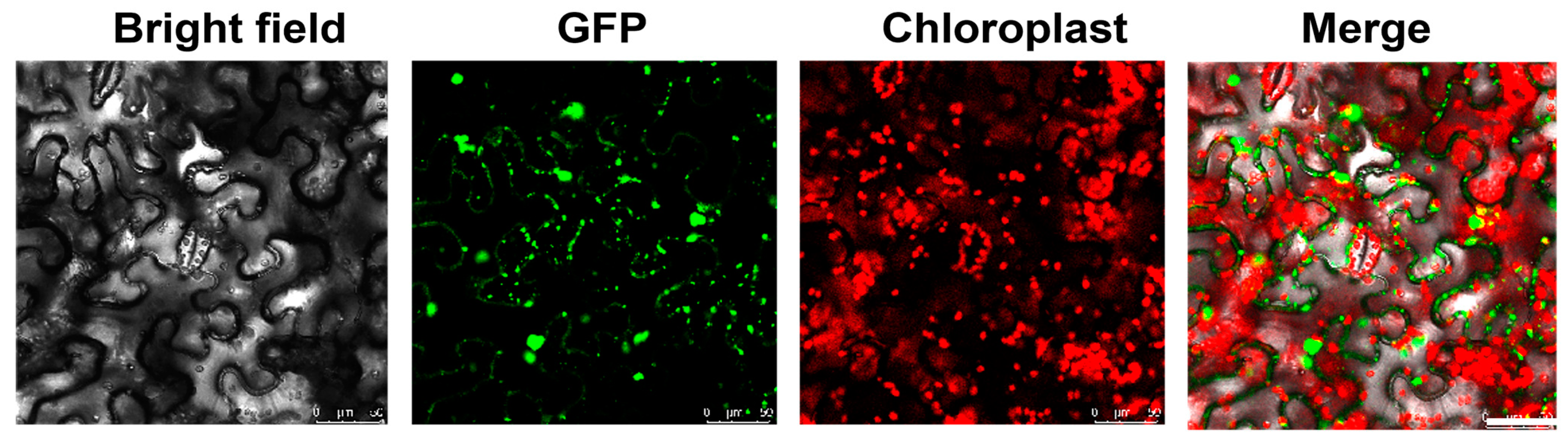 Ijms 25 06898 g003 Ijms 25 06898 g003