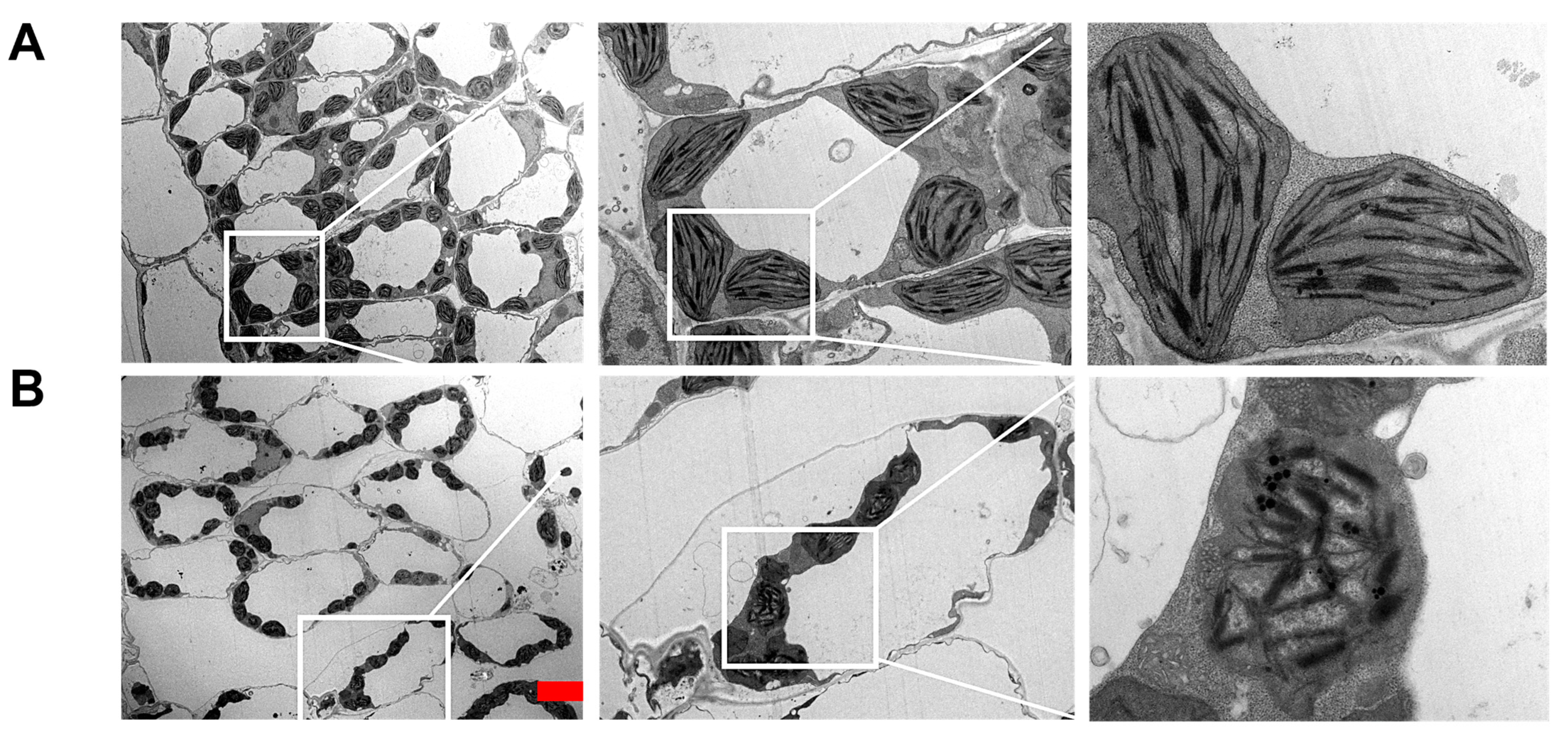 Ijms 25 06898 g004 Ijms 25 06898 g004