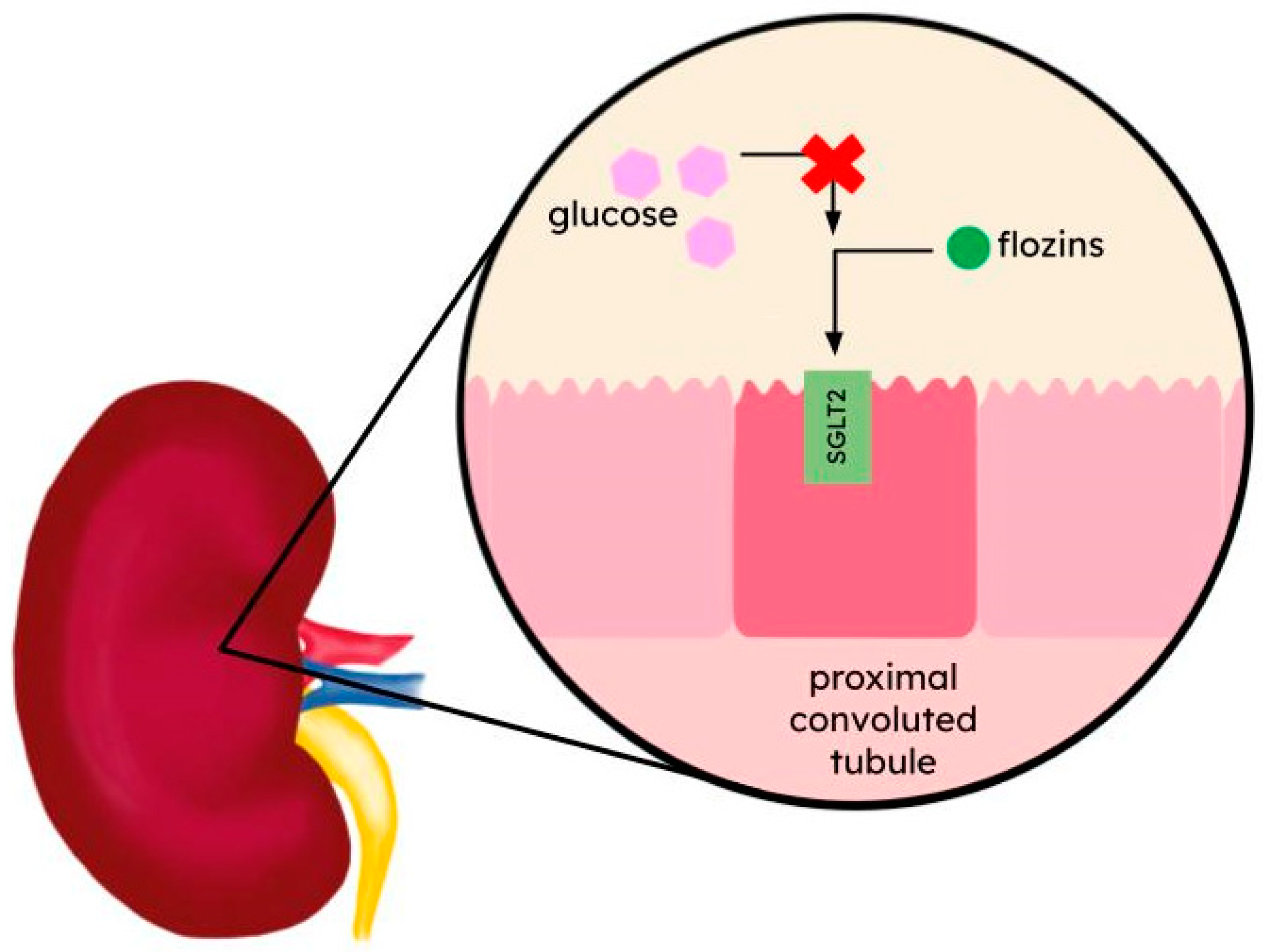 Ijms 25 06926 g001 Ijms 25 06926 g001