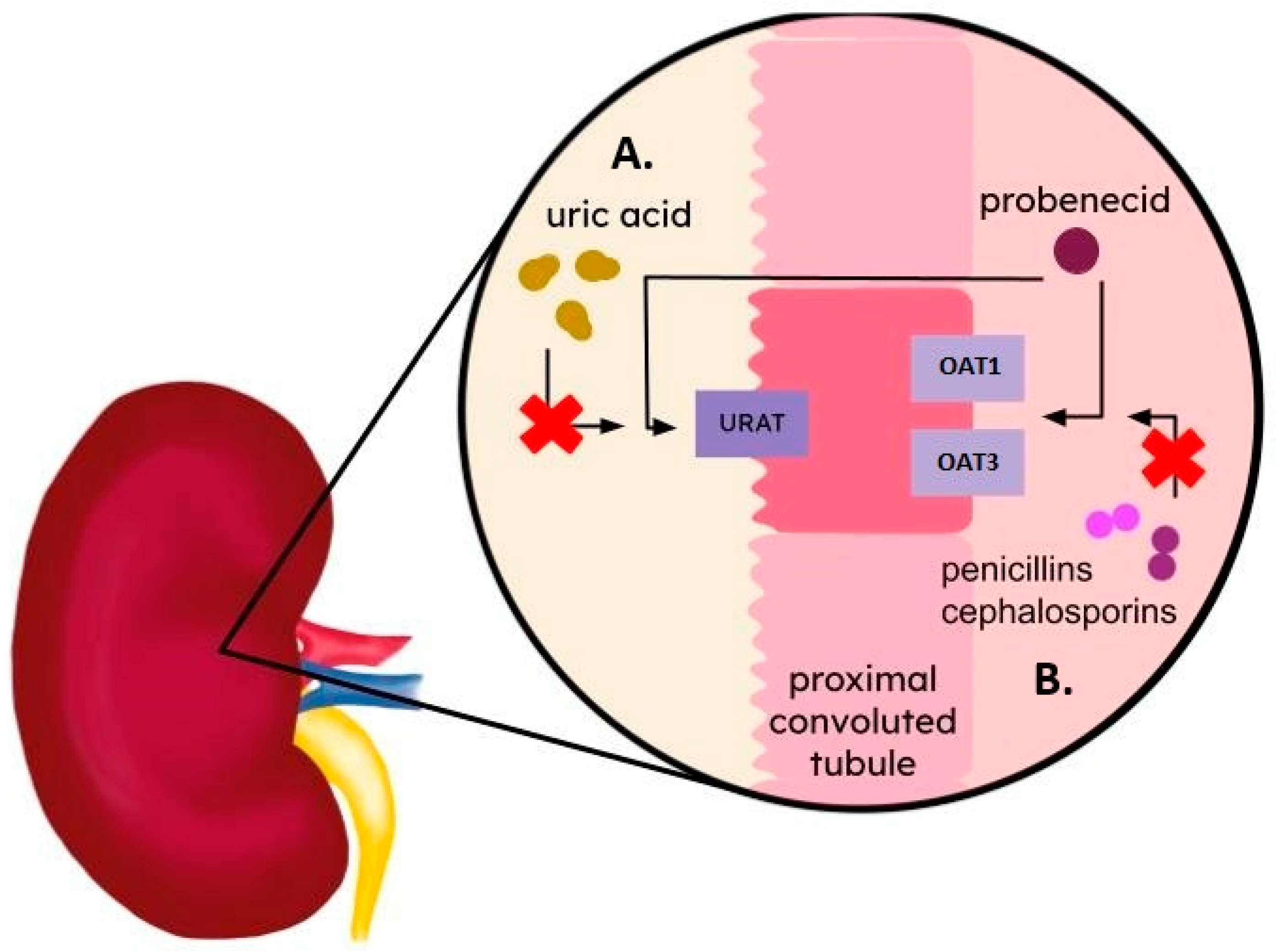 Ijms 25 06926 g004 Ijms 25 06926 g004