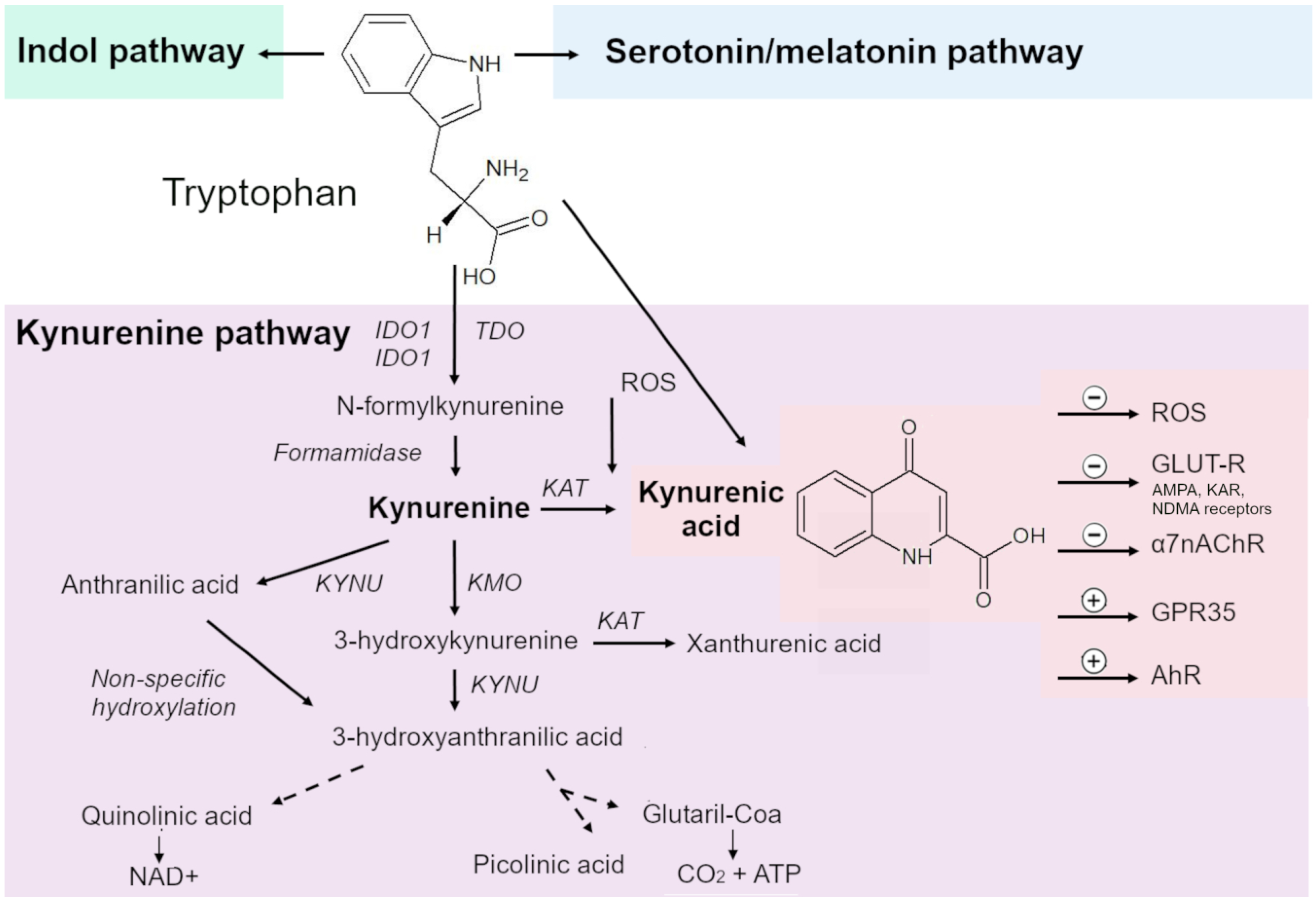 Ijms 25 06933 g001 Ijms 25 06933 g001