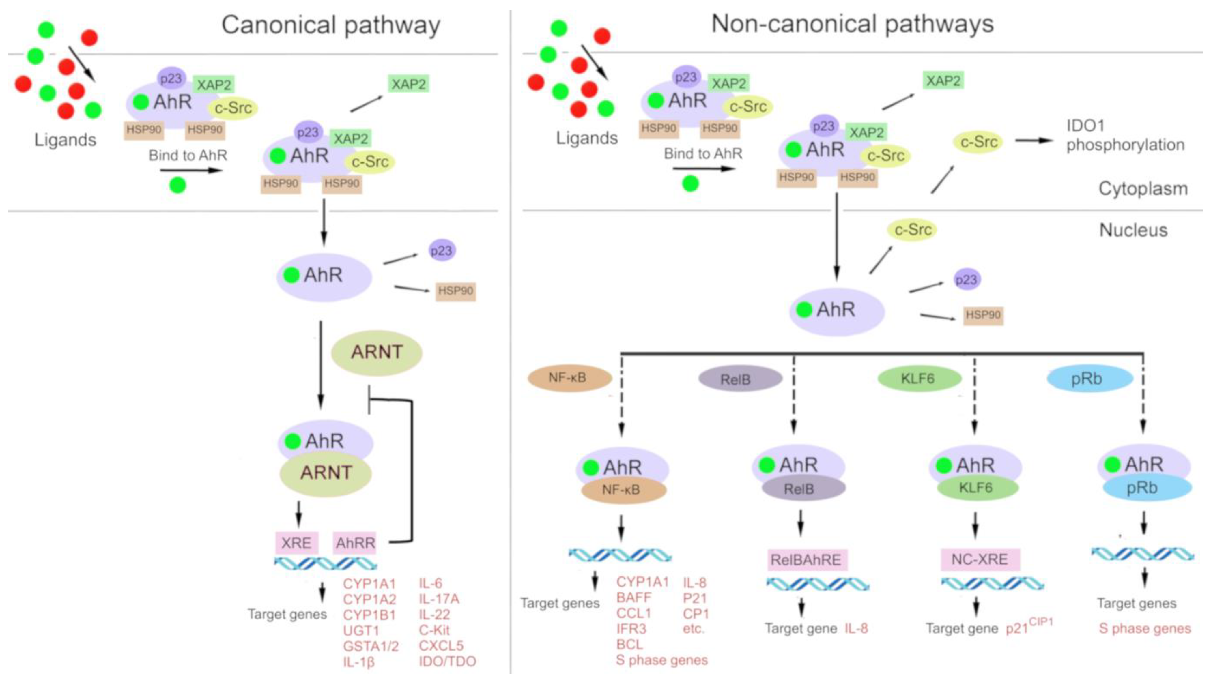 Ijms 25 06933 g002 Ijms 25 06933 g002