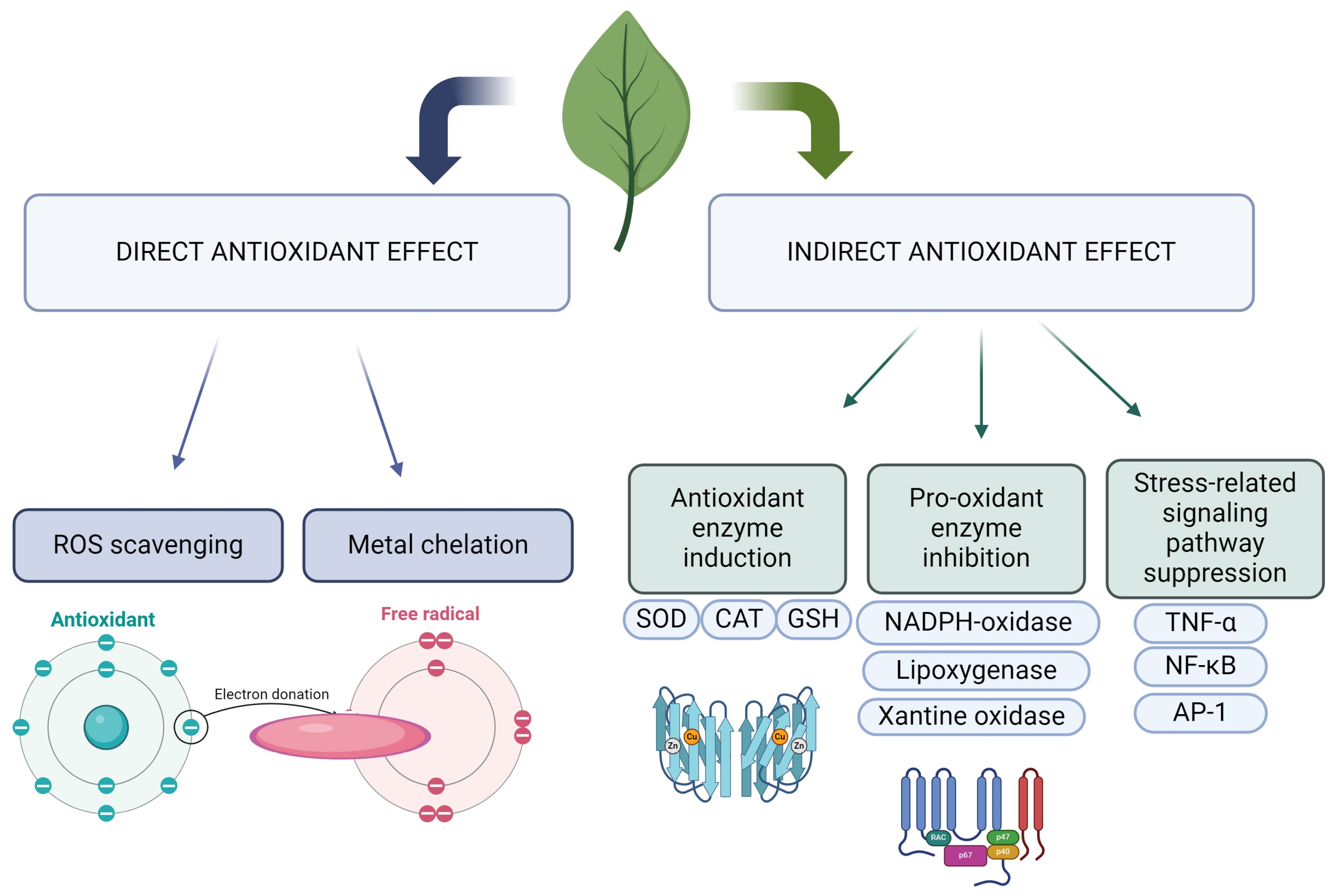 Ijms 25 06937 g003 Ijms 25 06937 g003