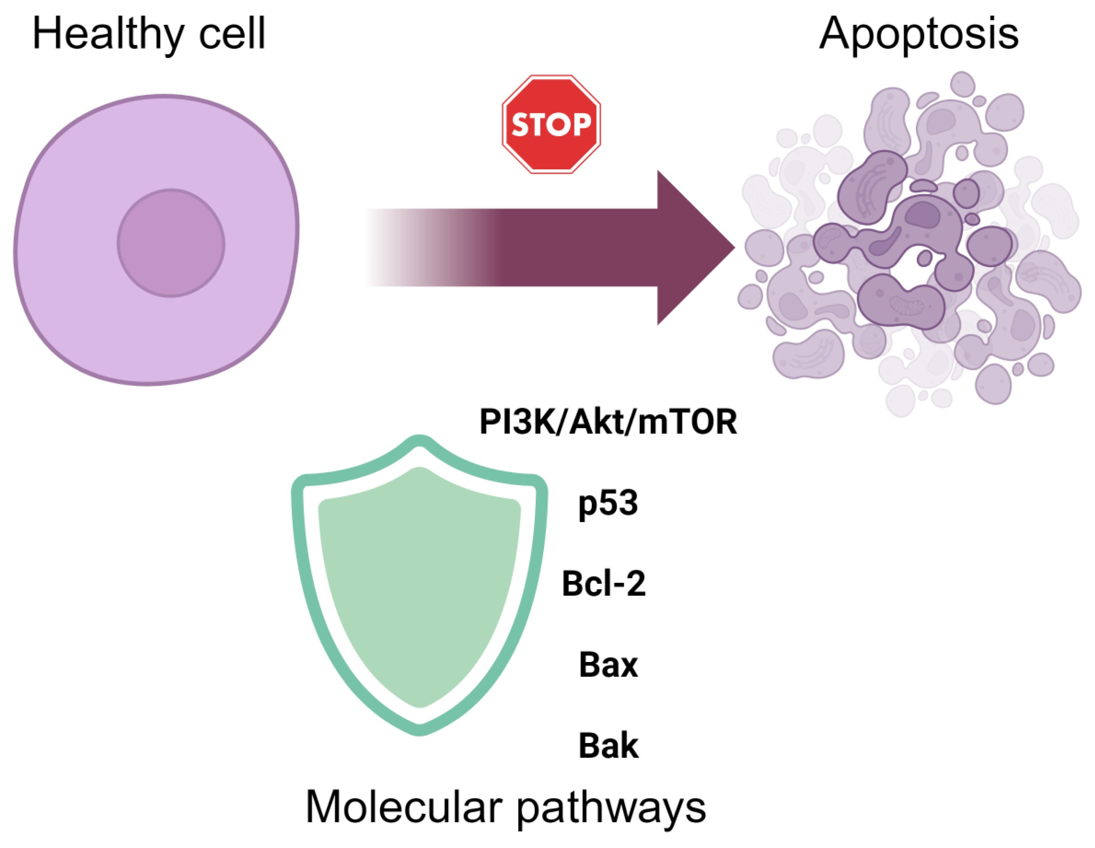Ijms 25 06937 g005 Ijms 25 06937 g005