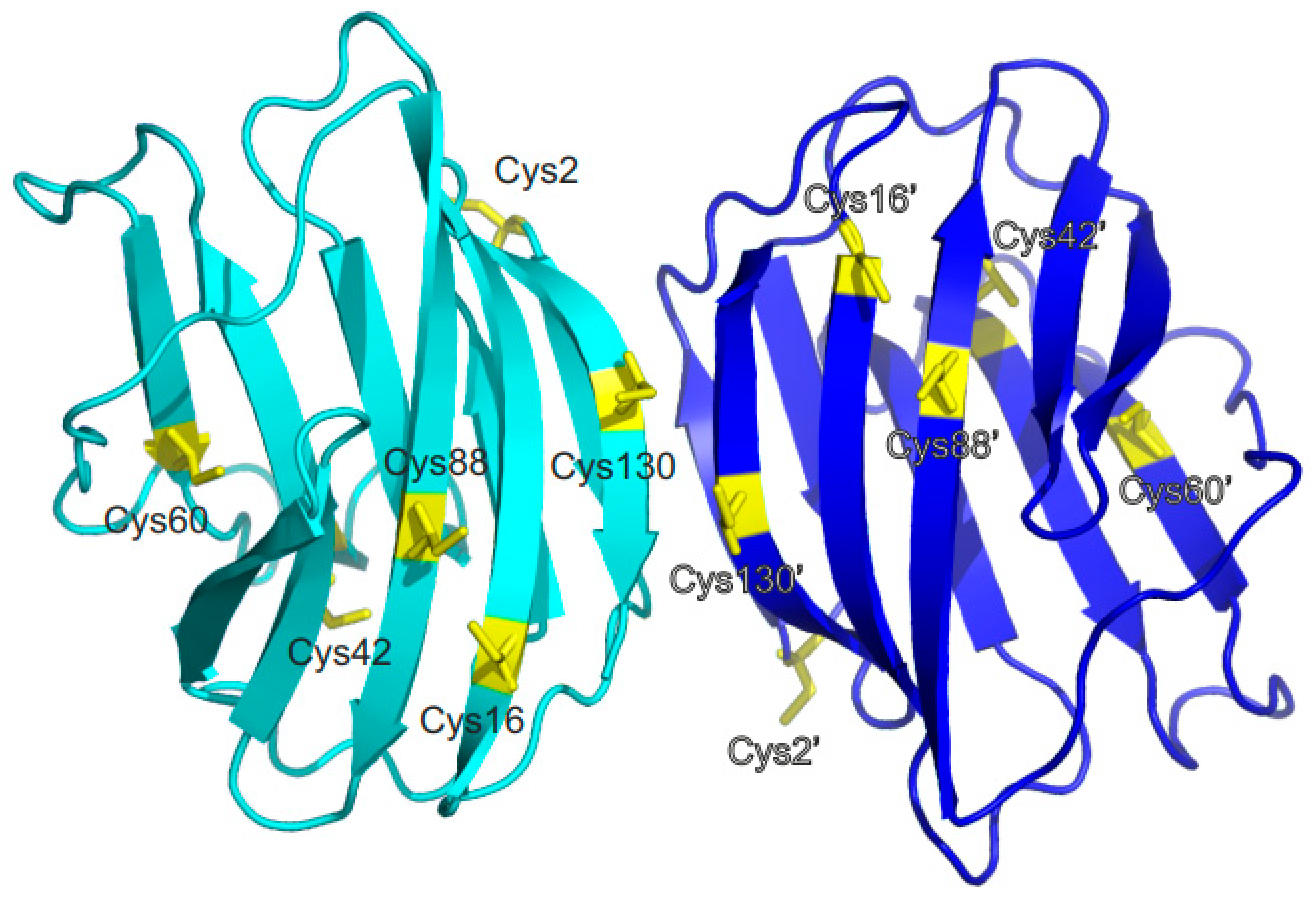 IJMS | Free Full-Text | Cysteine Oxidation in Human Galectin-1 Occurs ...