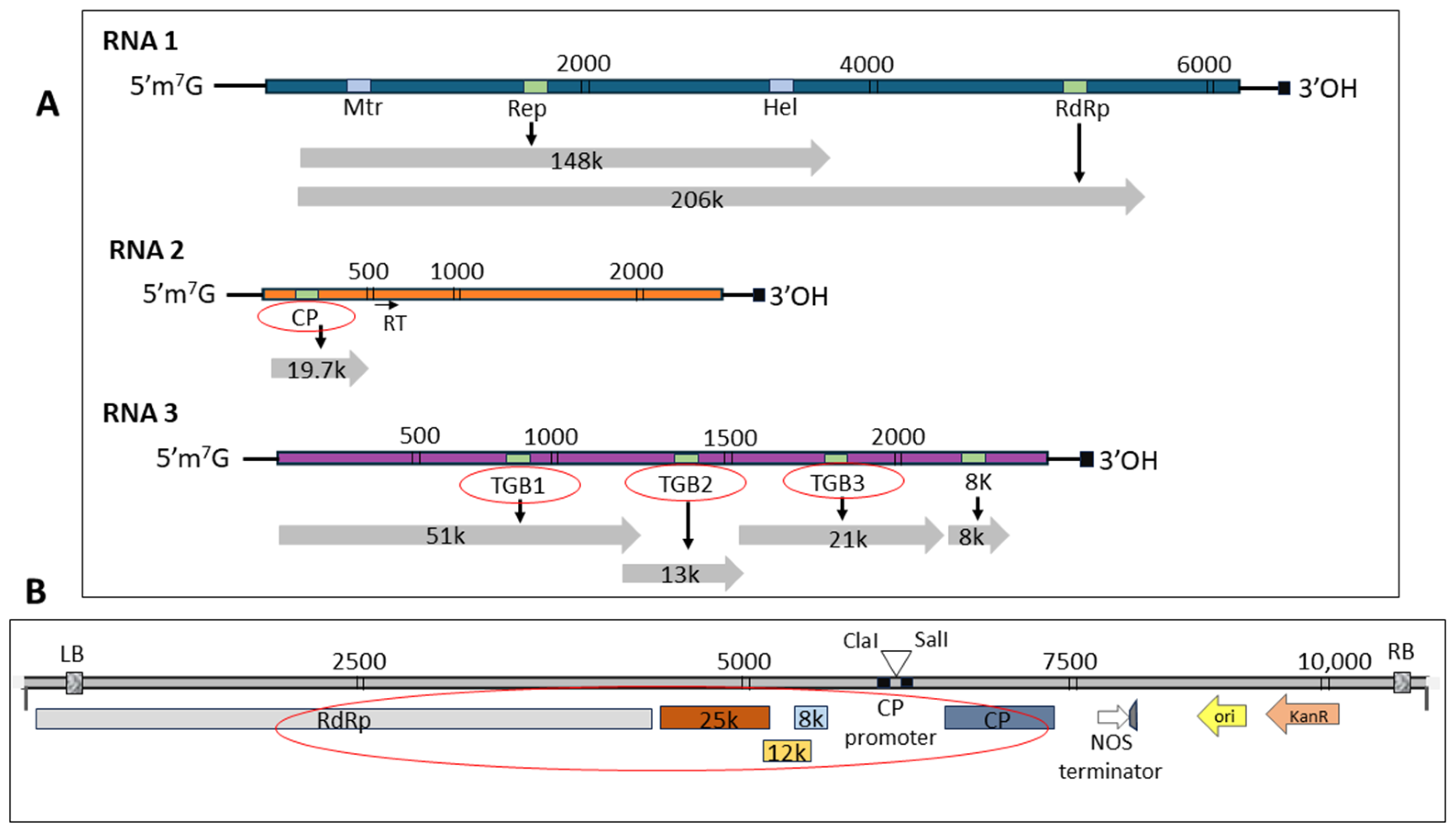 Ijms 25 06990 g001 Ijms 25 06990 g001