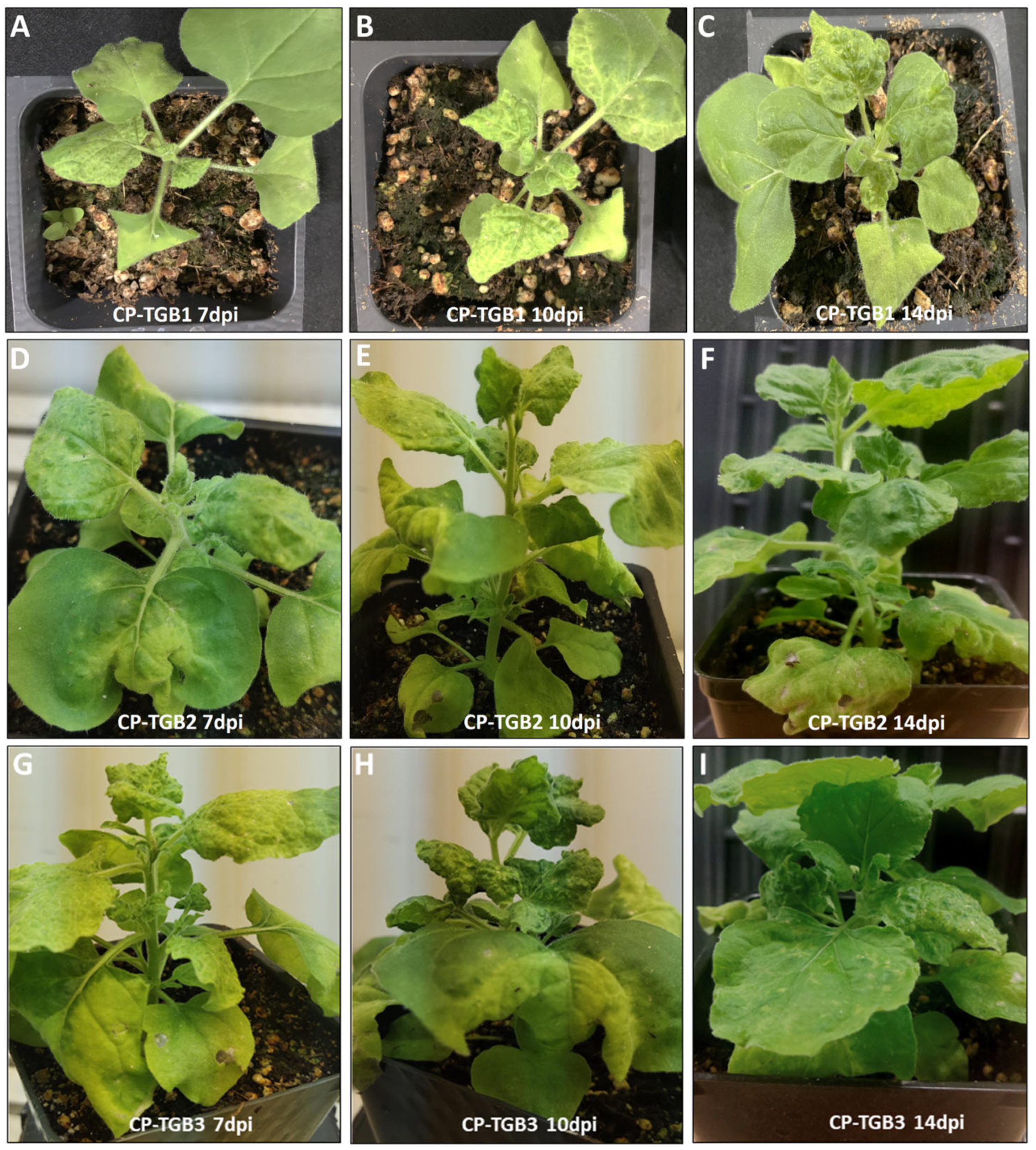 Ijms 25 06990 g003 Ijms 25 06990 g003