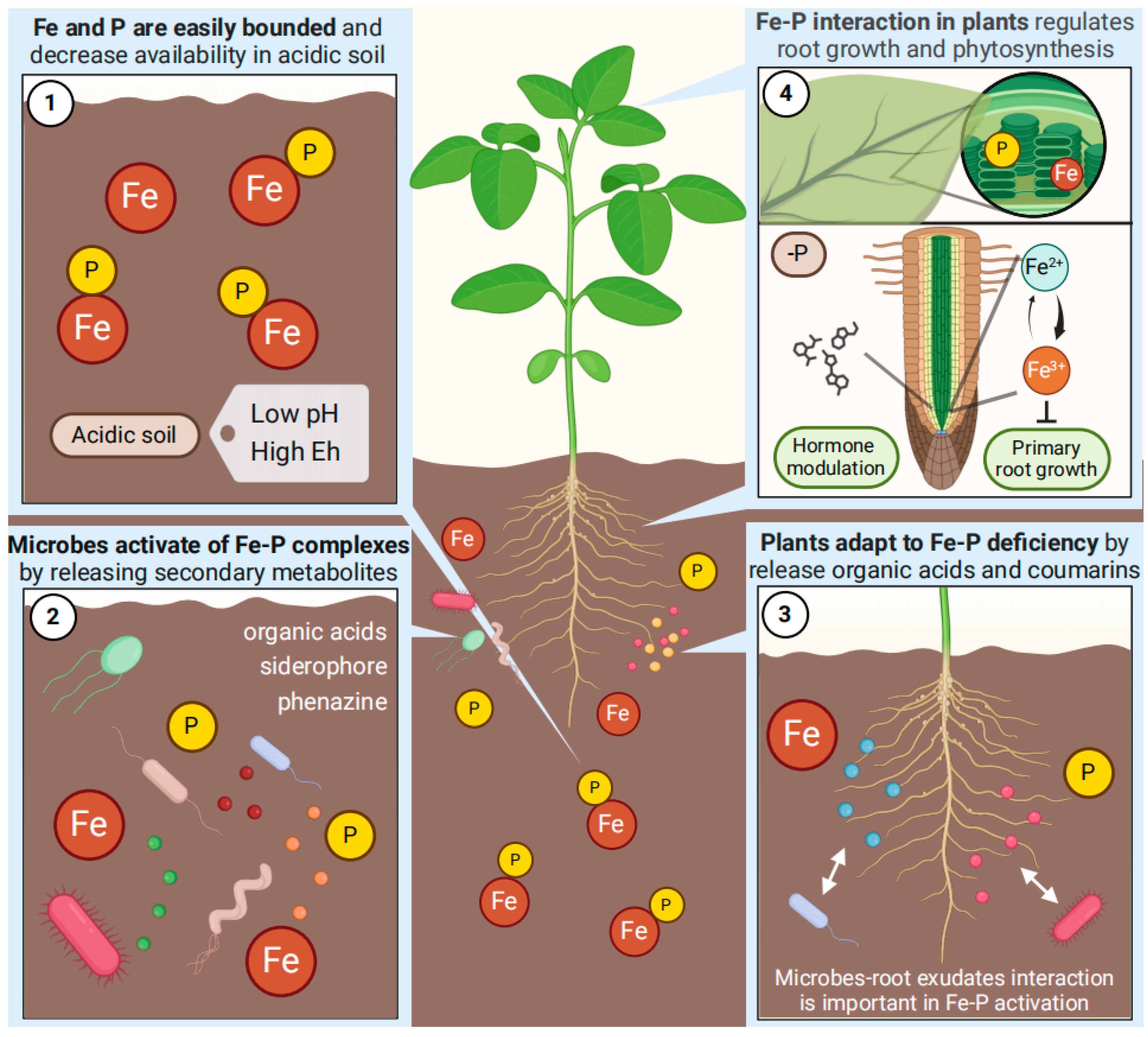 Ijms 25 06992 g001 Ijms 25 06992 g001