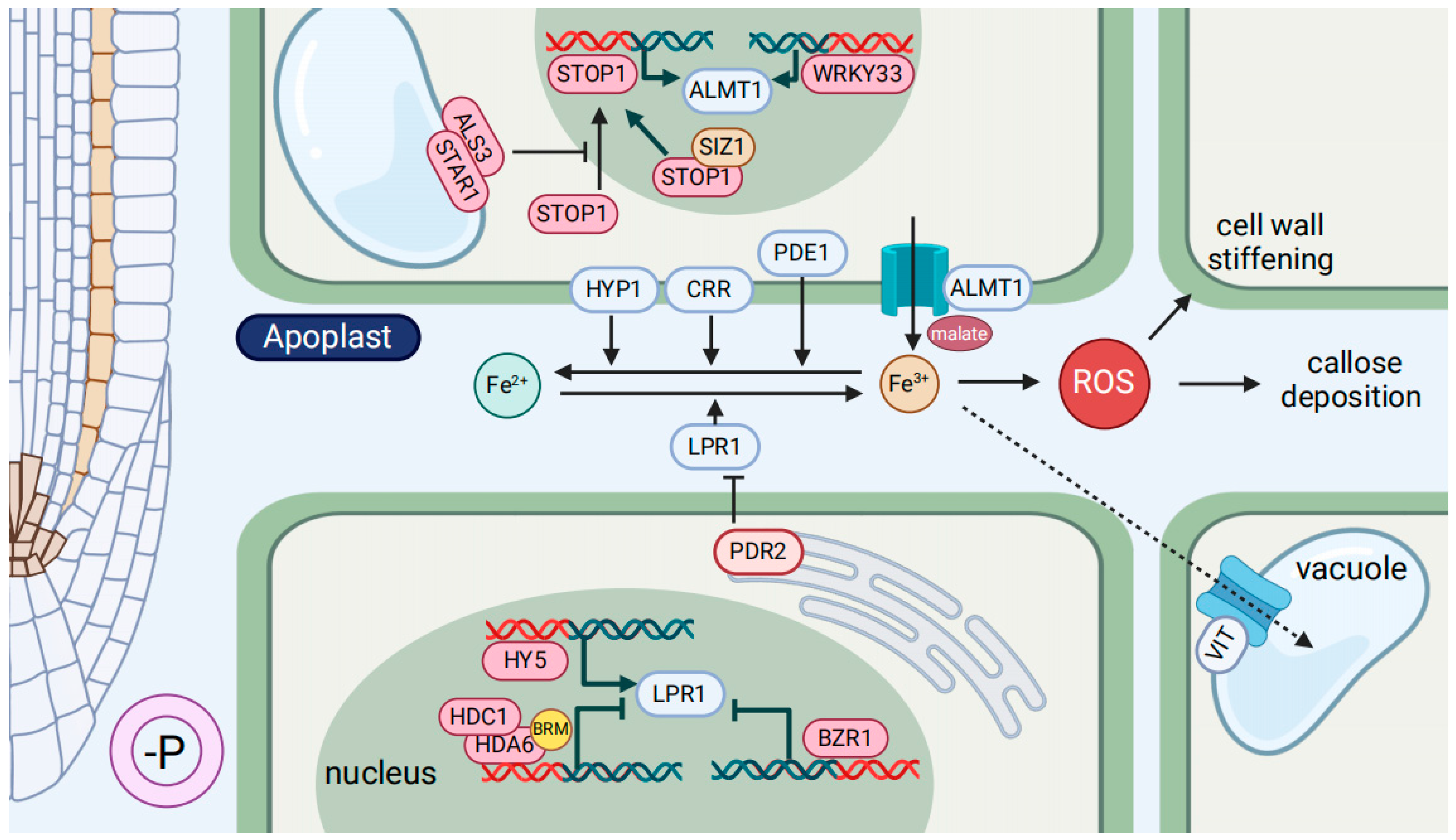 Ijms 25 06992 g002 Ijms 25 06992 g002
