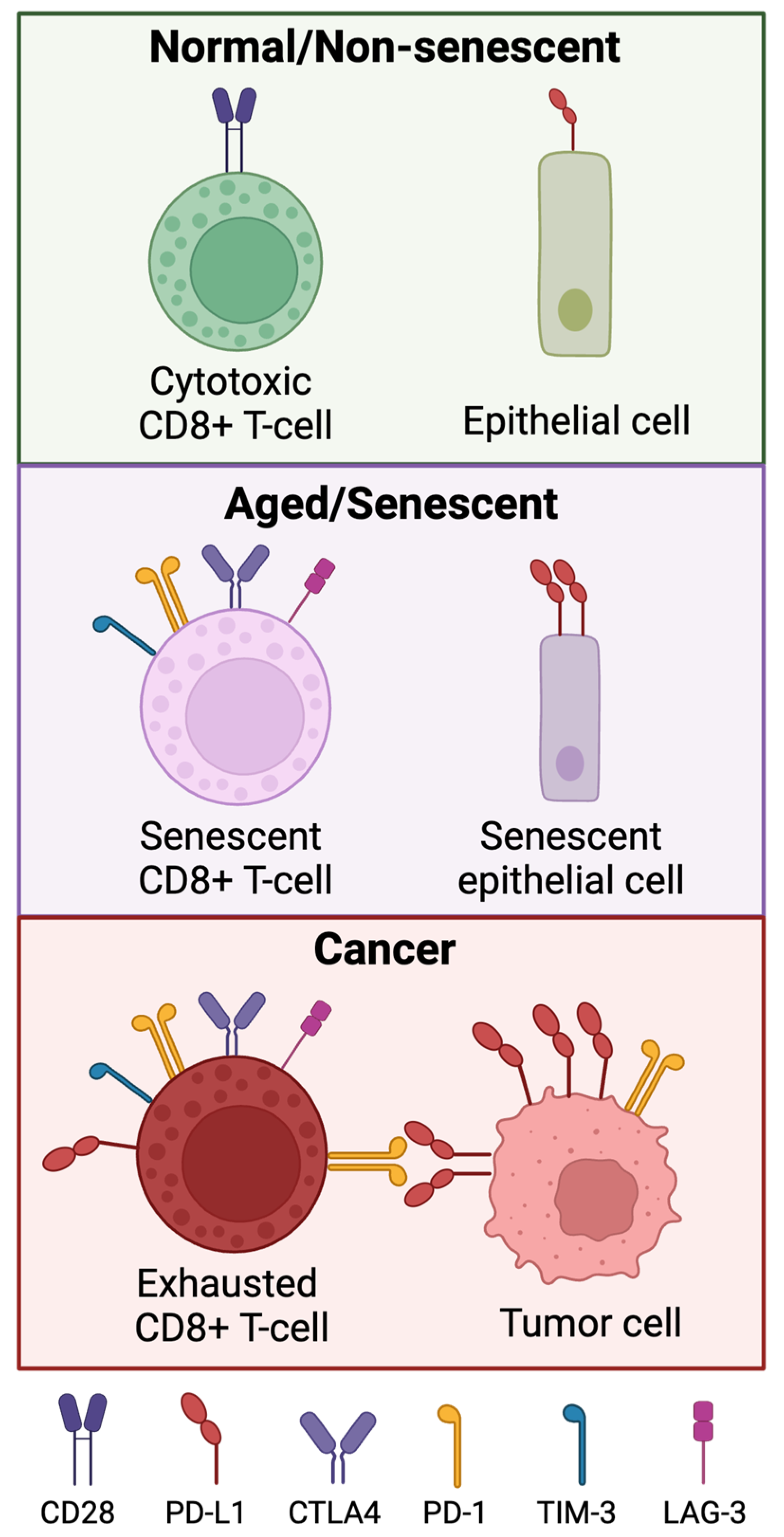 Ijms 25 07013 g003 Ijms 25 07013 g003