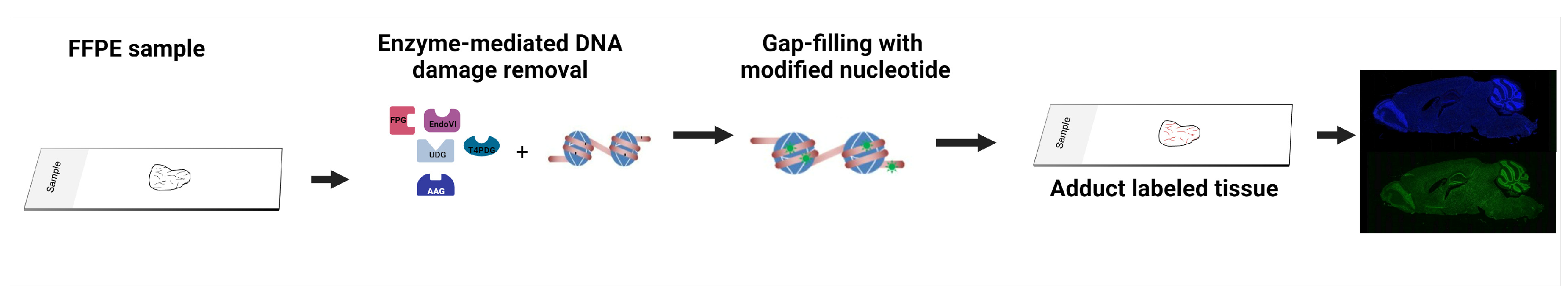 Ijms 25 07021 g003 Ijms 25 07021 g003