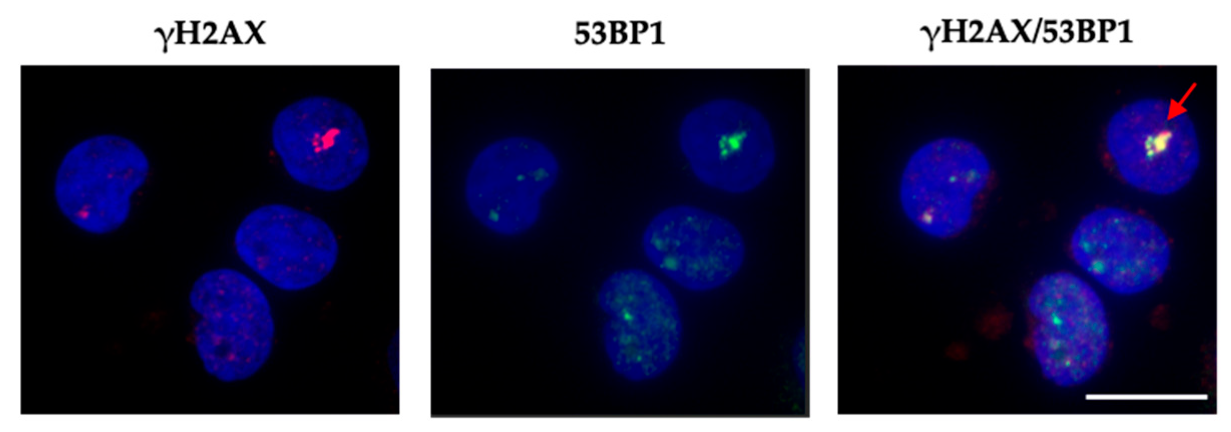 Ijms 25 07064 g006 Ijms 25 07064 g006