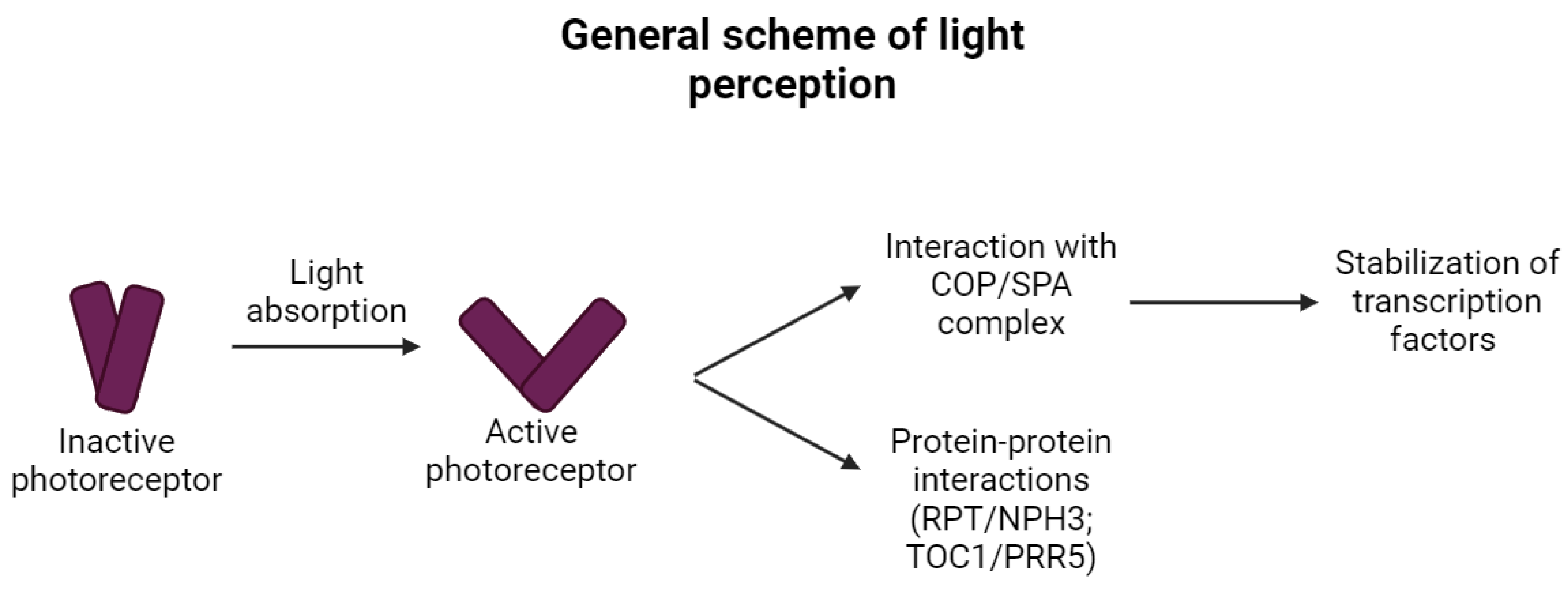 Ijms 25 07066 g001 Ijms 25 07066 g001