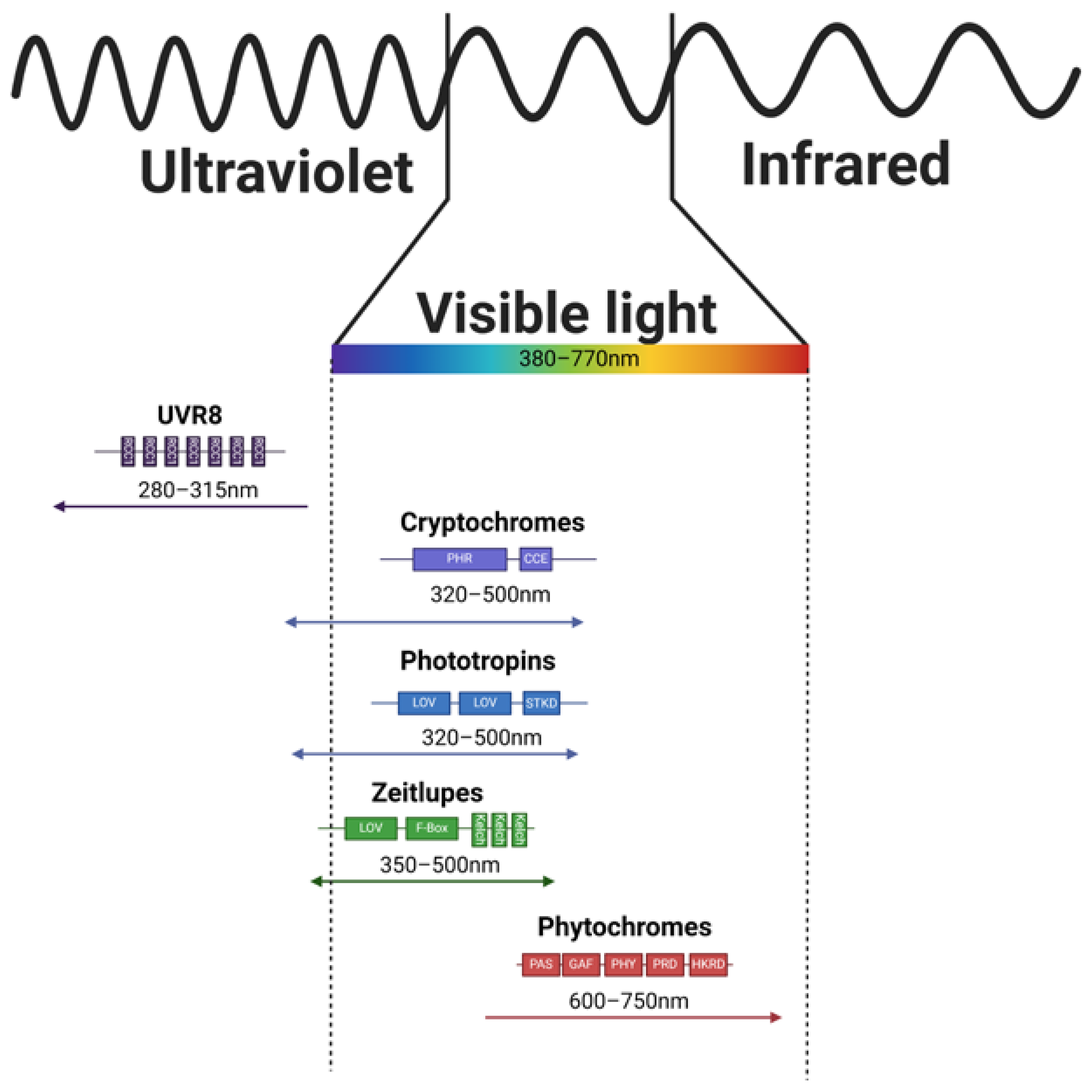 Ijms 25 07066 g002 Ijms 25 07066 g002