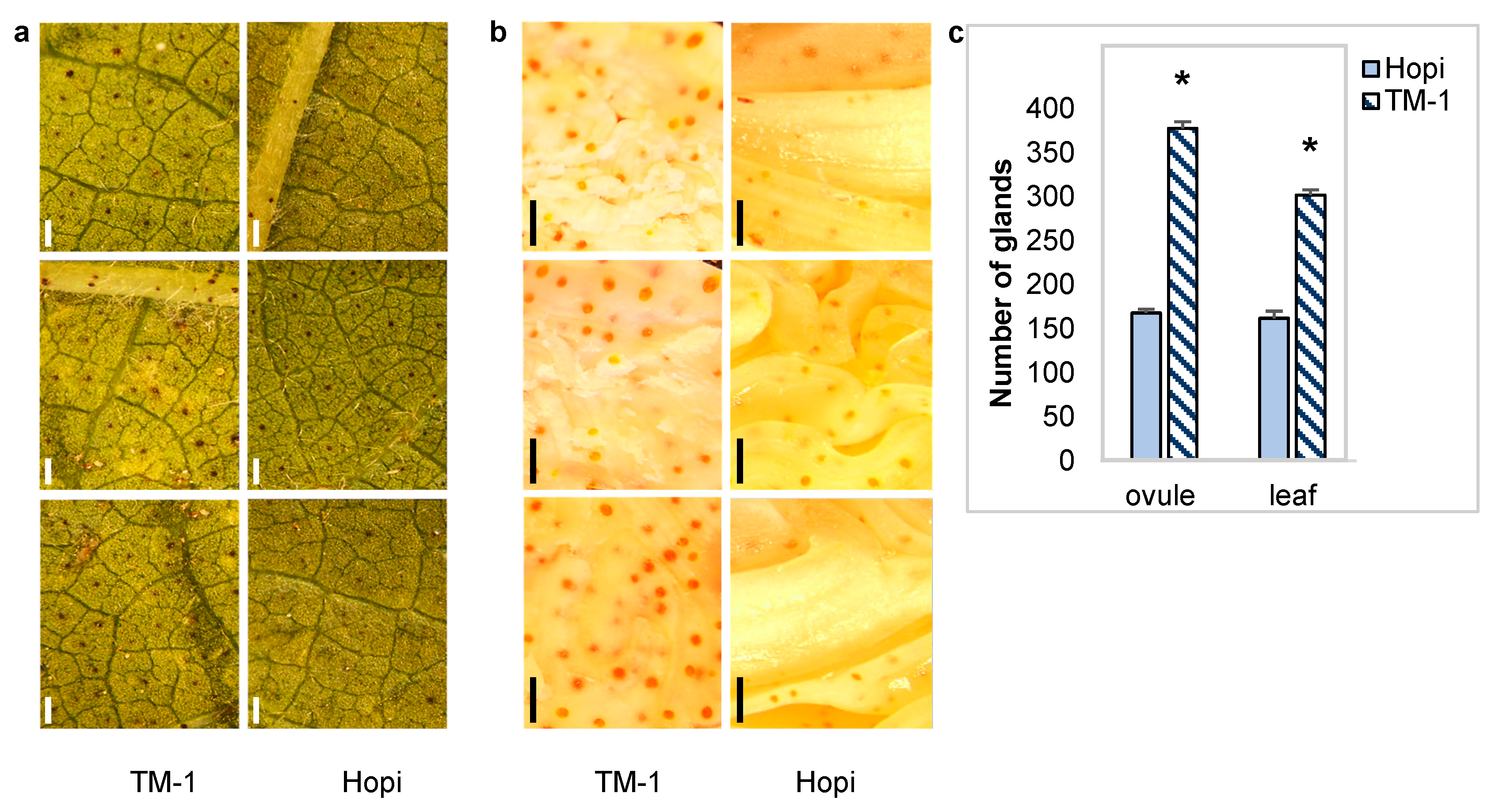 Ijms 25 07080 g001 Ijms 25 07080 g001