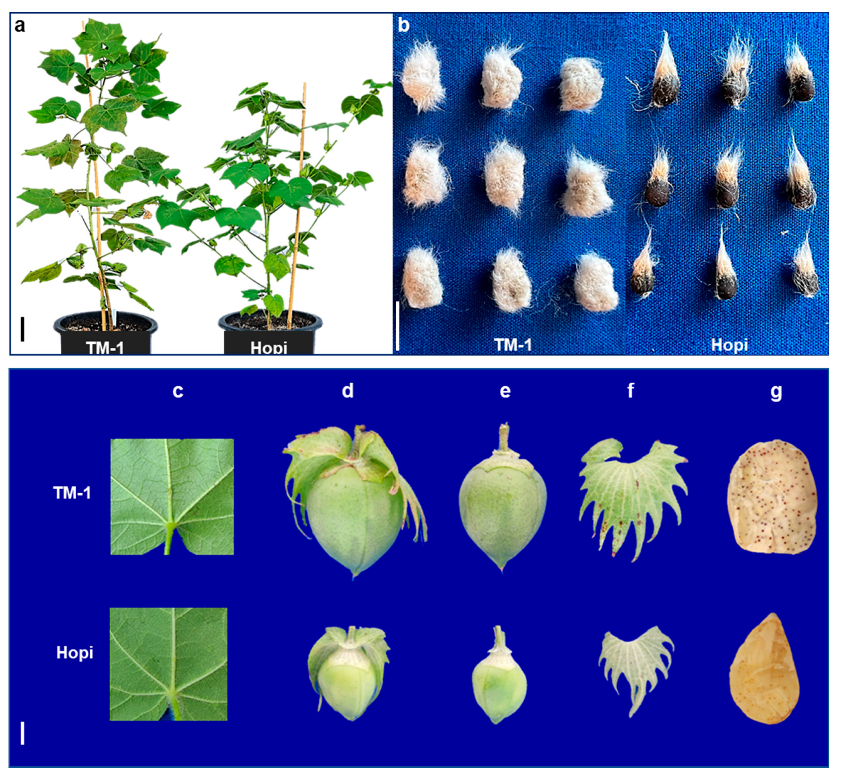 Ijms 25 07080 g006 Ijms 25 07080 g006