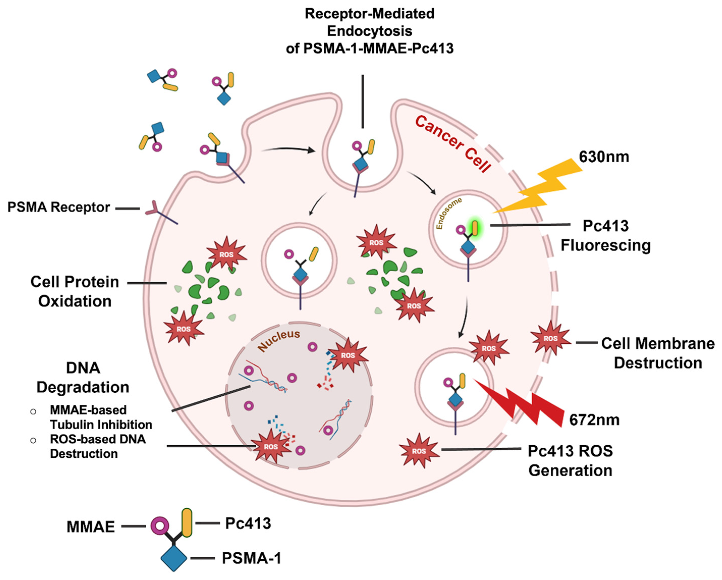 Ijms 25 07086 g001 Ijms 25 07086 g001