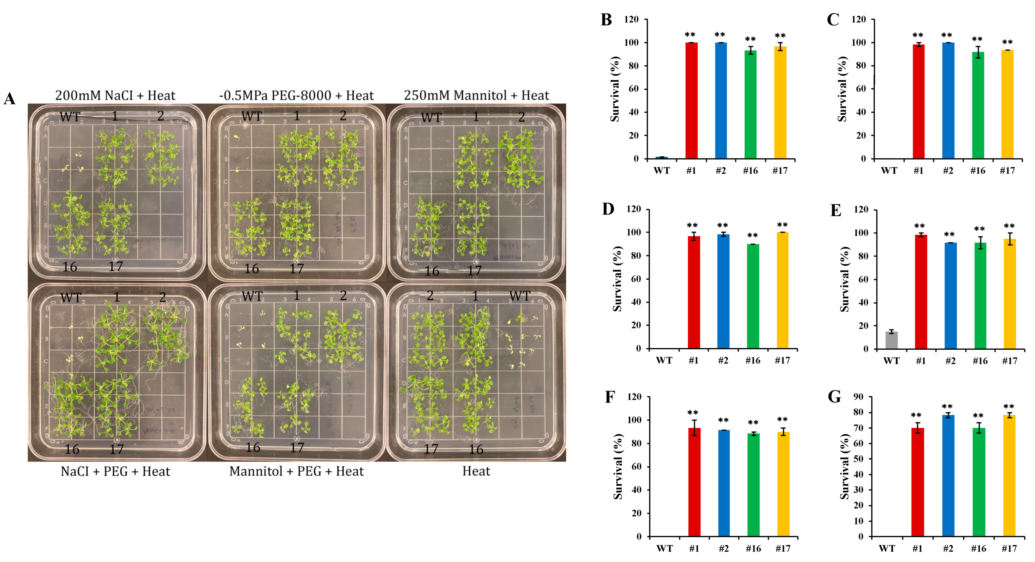 Ijms 25 07107 g008 Ijms 25 07107 g008
