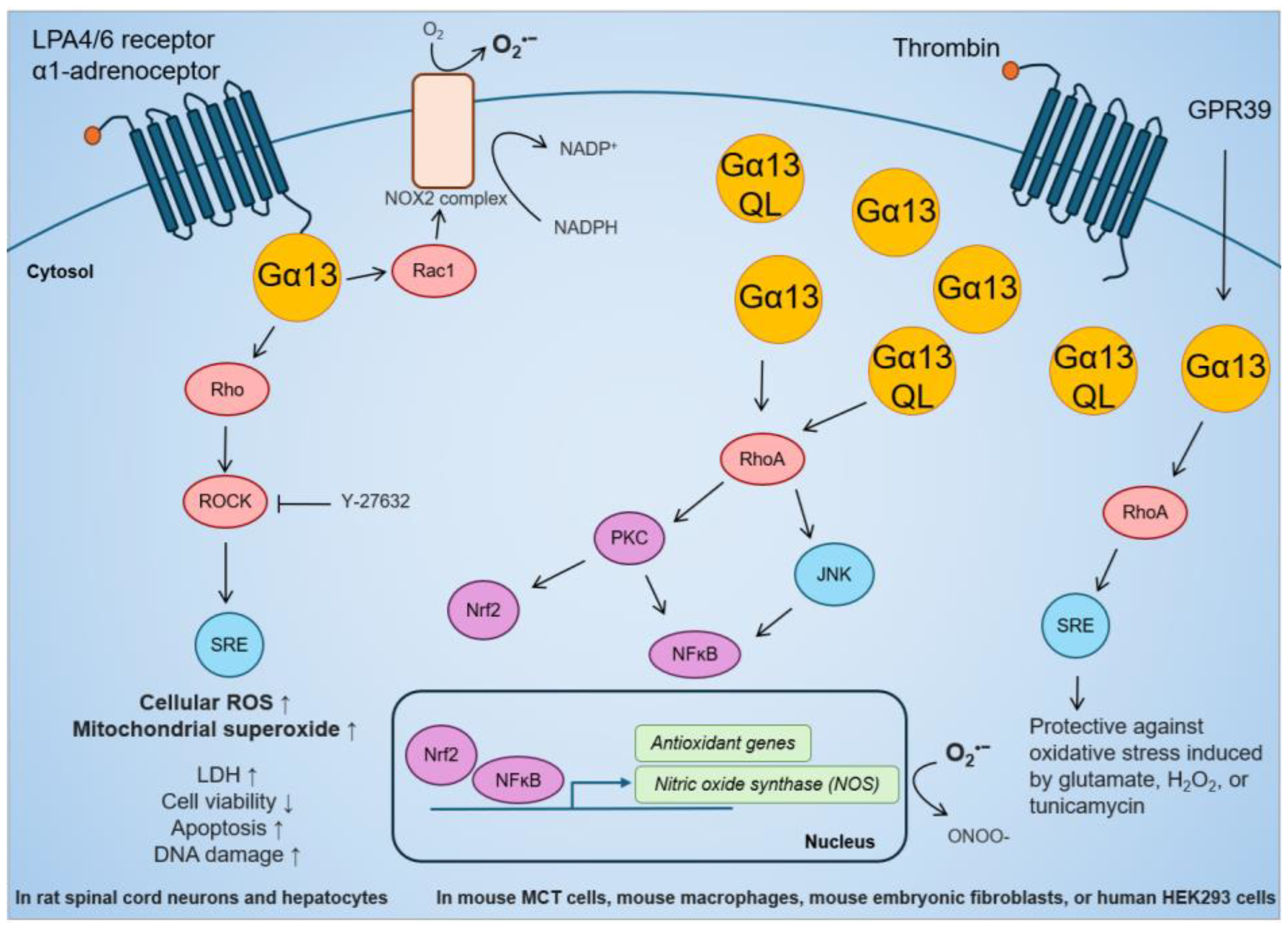 Ijms 25 07162 g003 Ijms 25 07162 g003