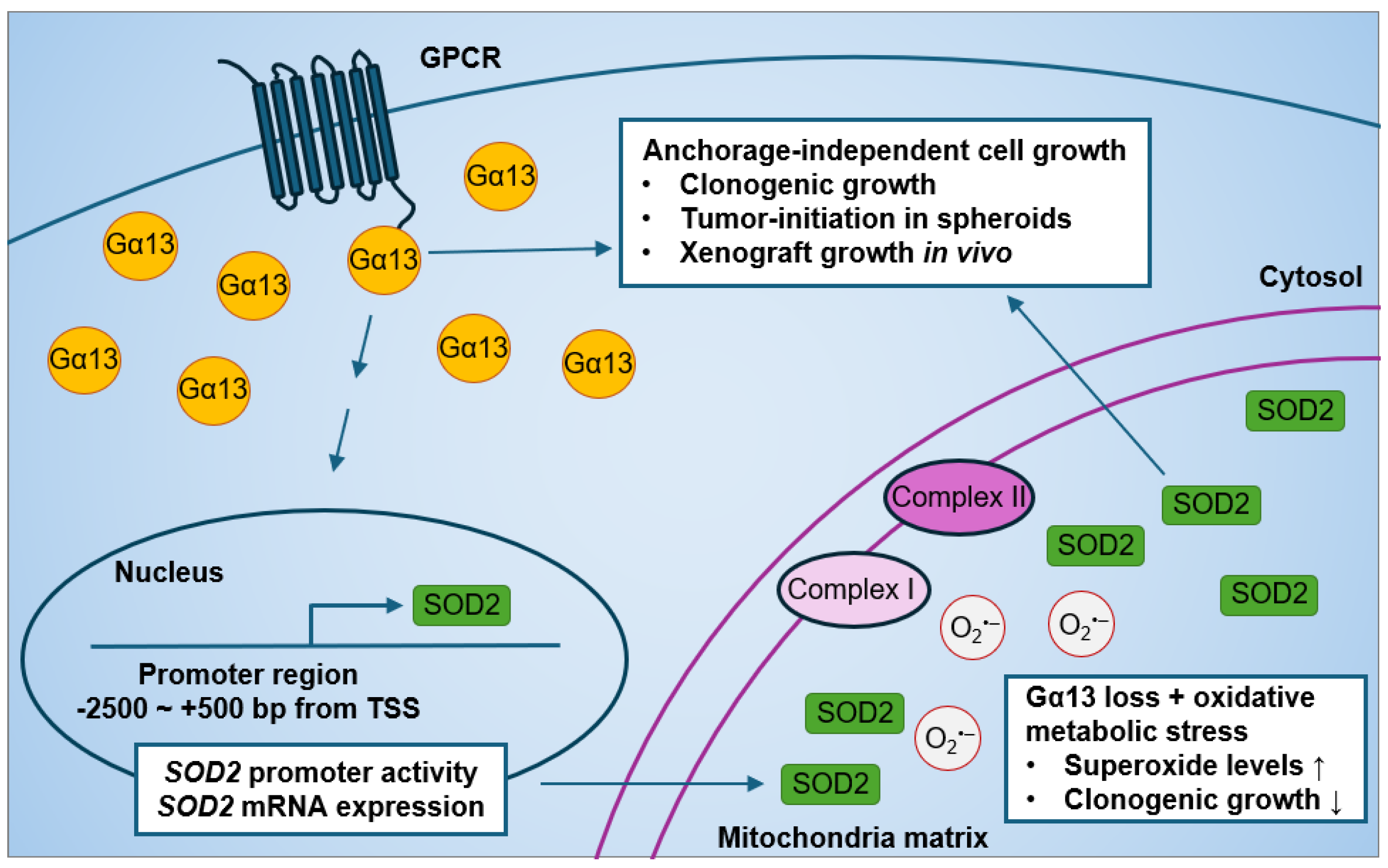 Ijms 25 07162 g004 Ijms 25 07162 g004