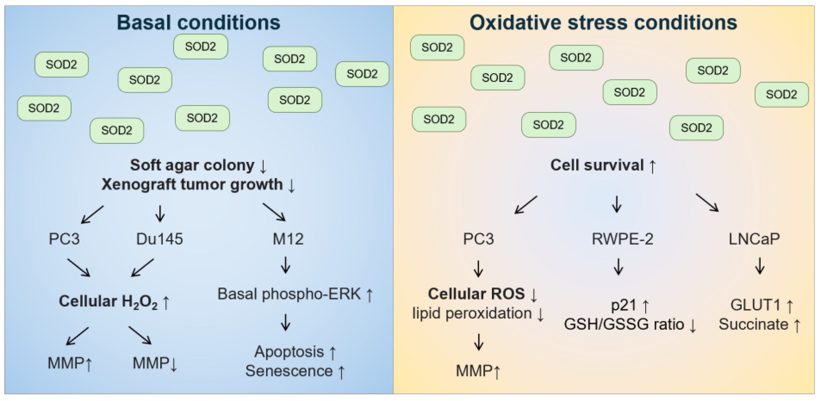 Ijms 25 07162 g005 Ijms 25 07162 g005
