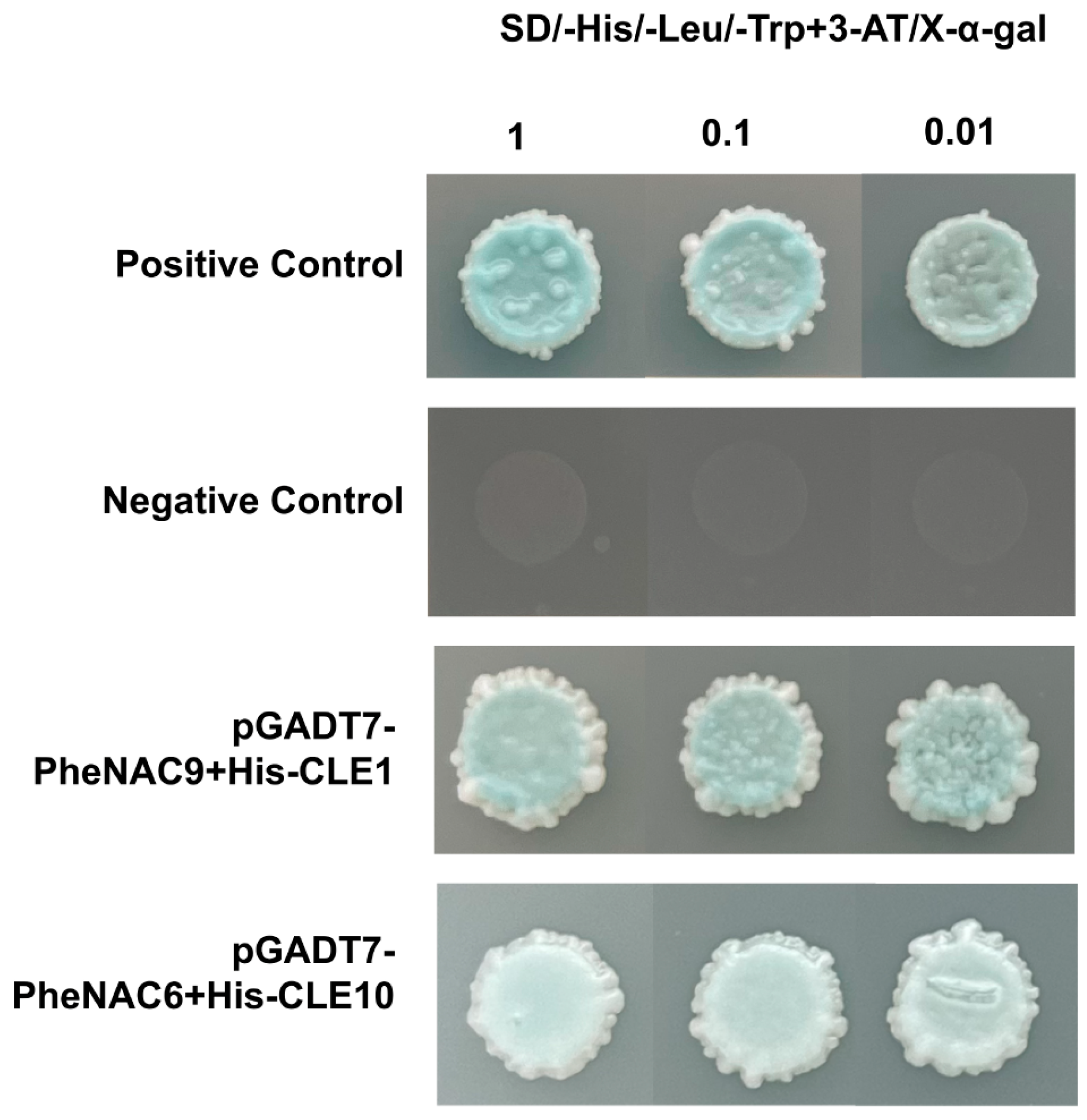 Ijms 25 07190 g009 Ijms 25 07190 g009