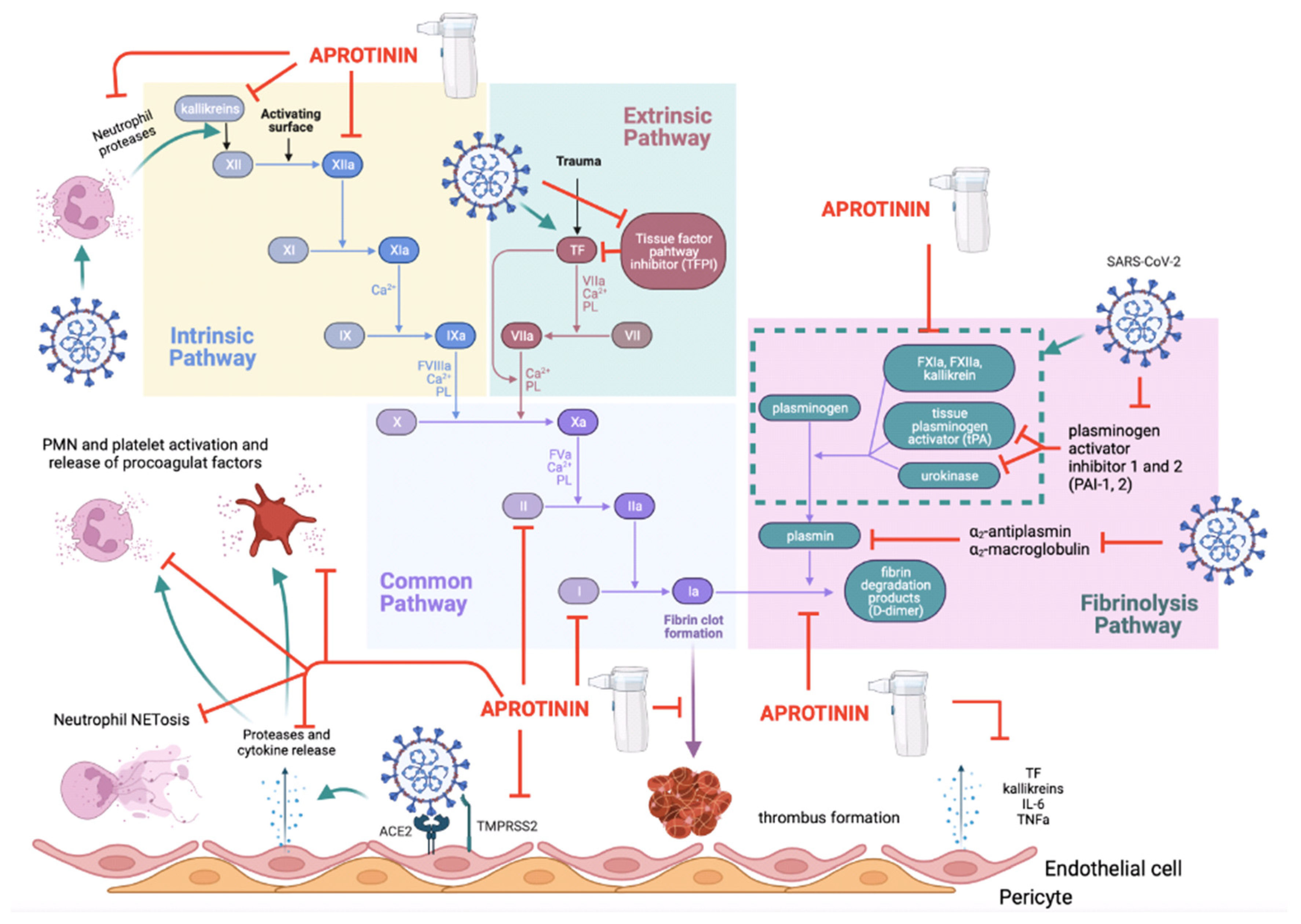 Ijms 25 07209 g004 Ijms 25 07209 g004