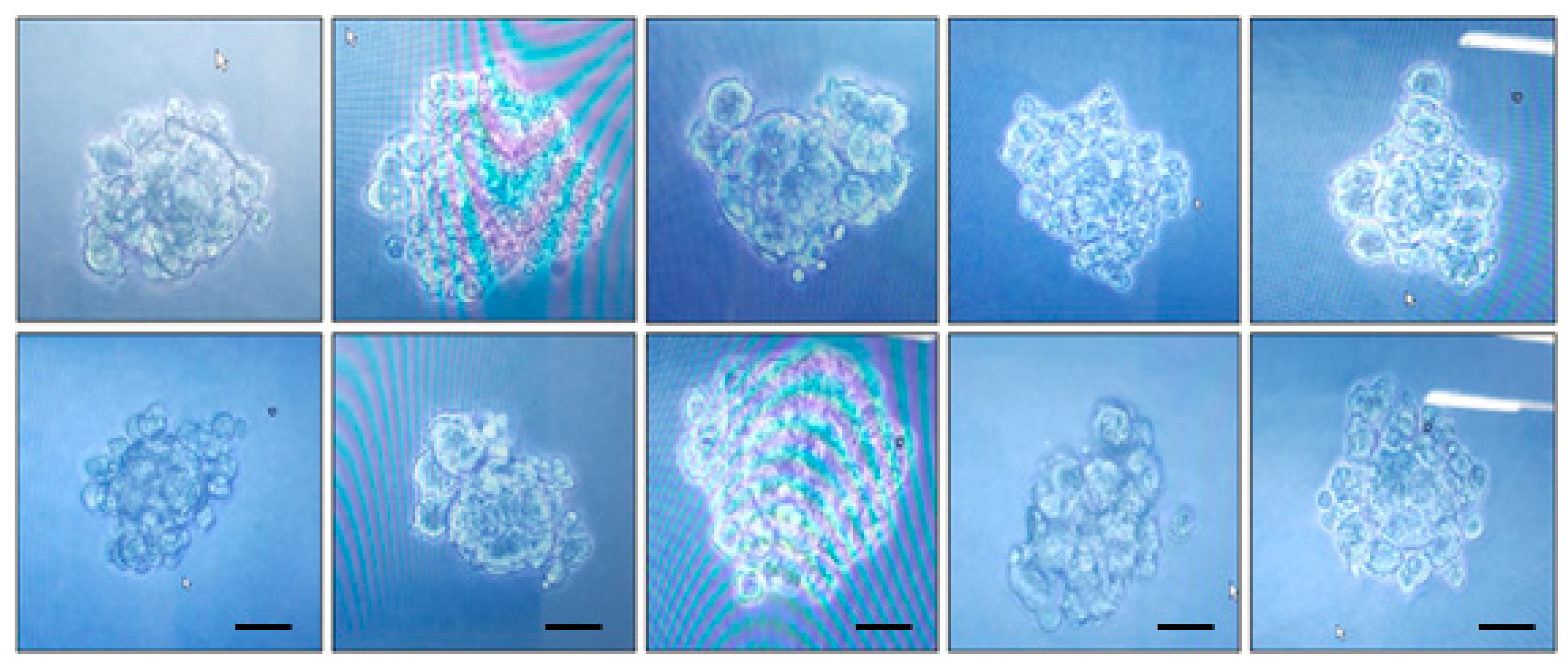 Ijms 25 07282 g001 Ijms 25 07282 g001