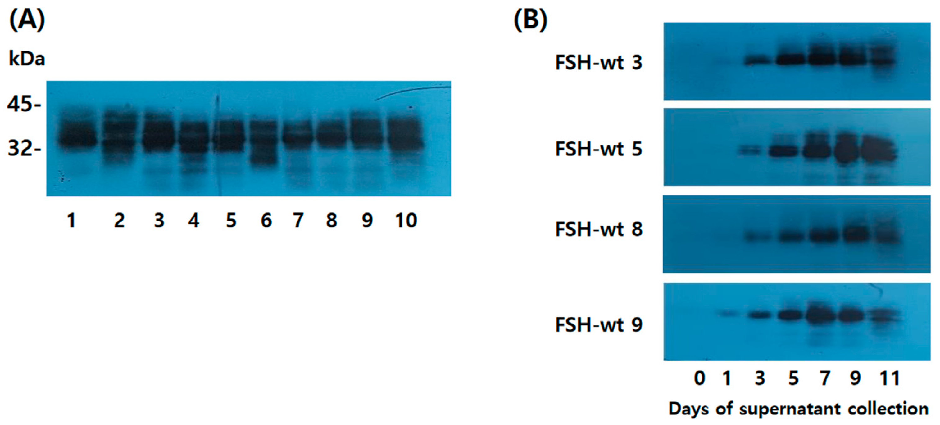 Ijms 25 07282 g002 Ijms 25 07282 g002