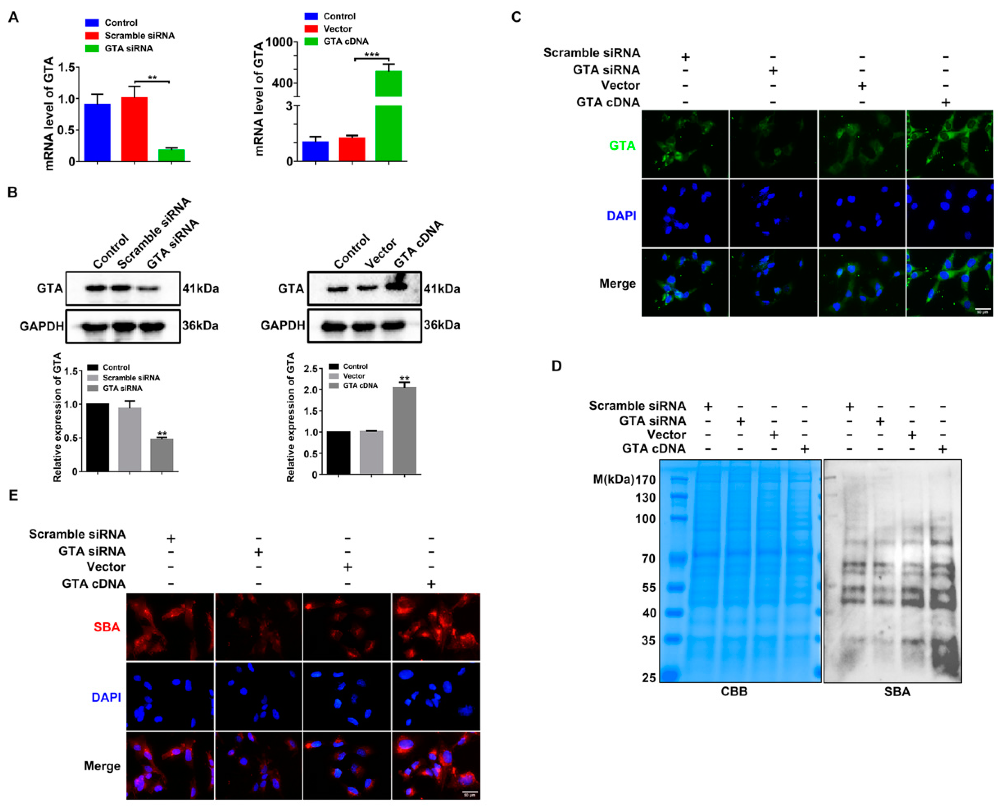 Ijms 25 07287 g003 Ijms 25 07287 g003
