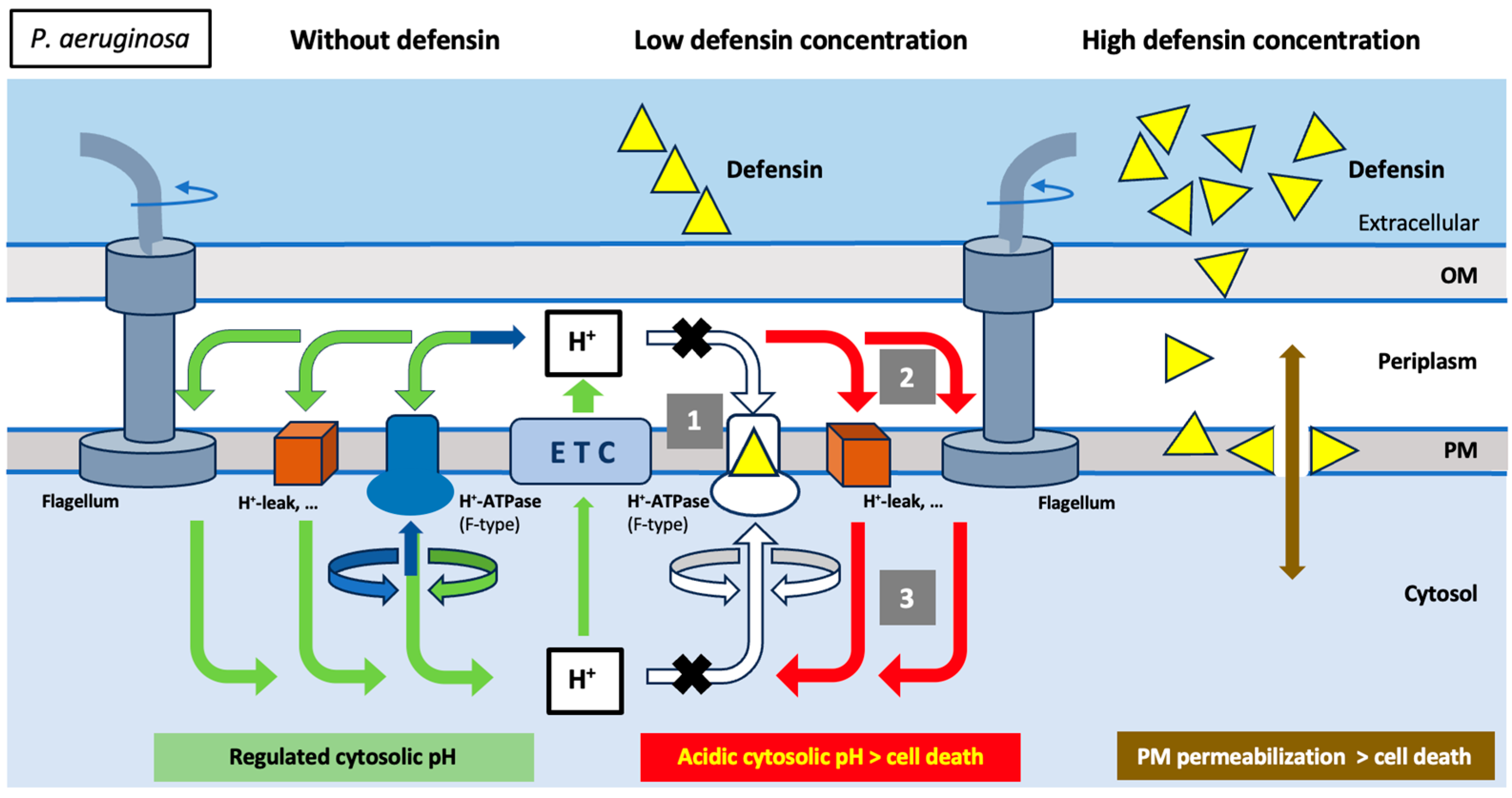 Ijms 25 07335 g005 Ijms 25 07335 g005
