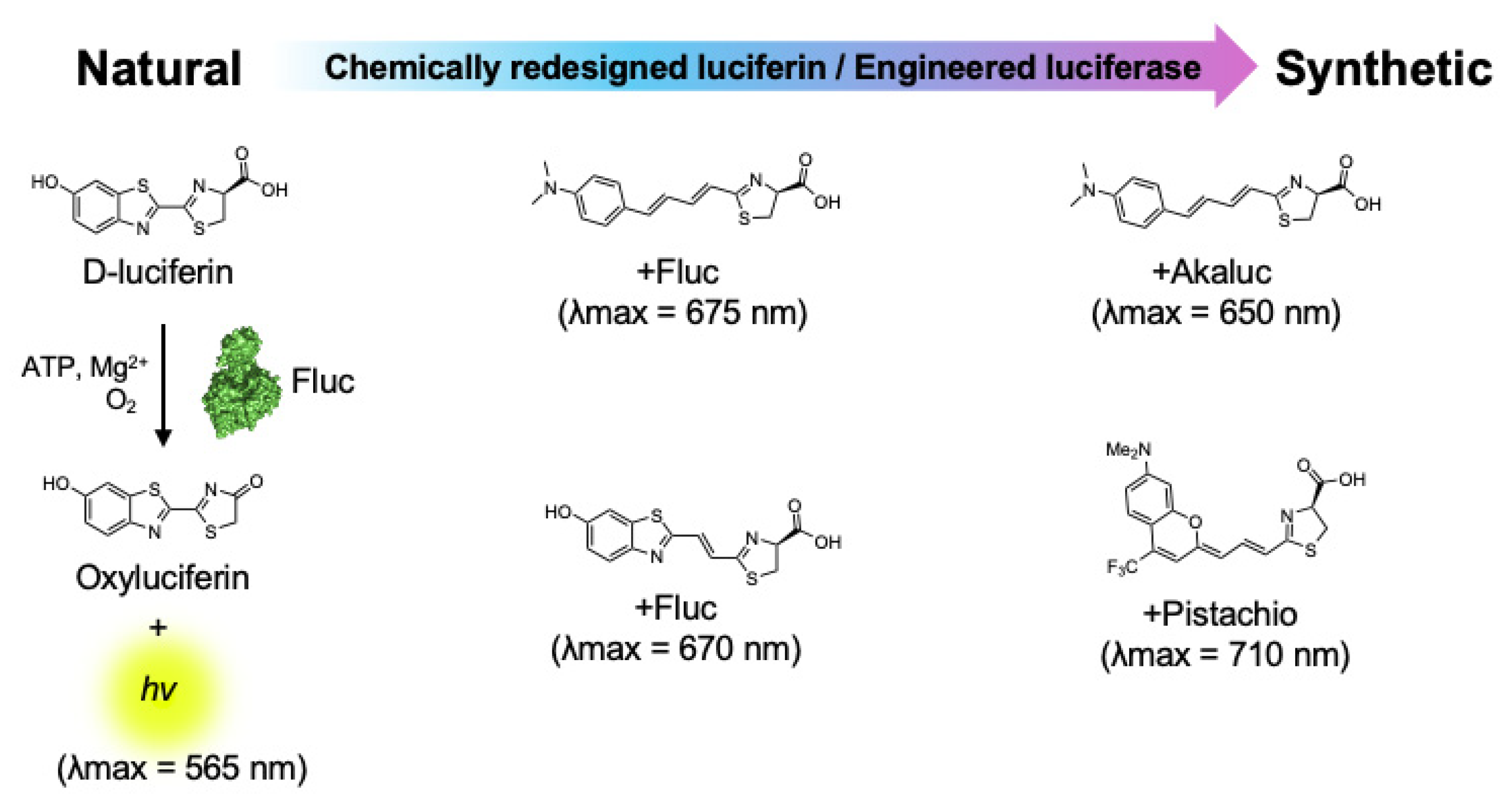 Ijms 25 07338 g002 Ijms 25 07338 g002