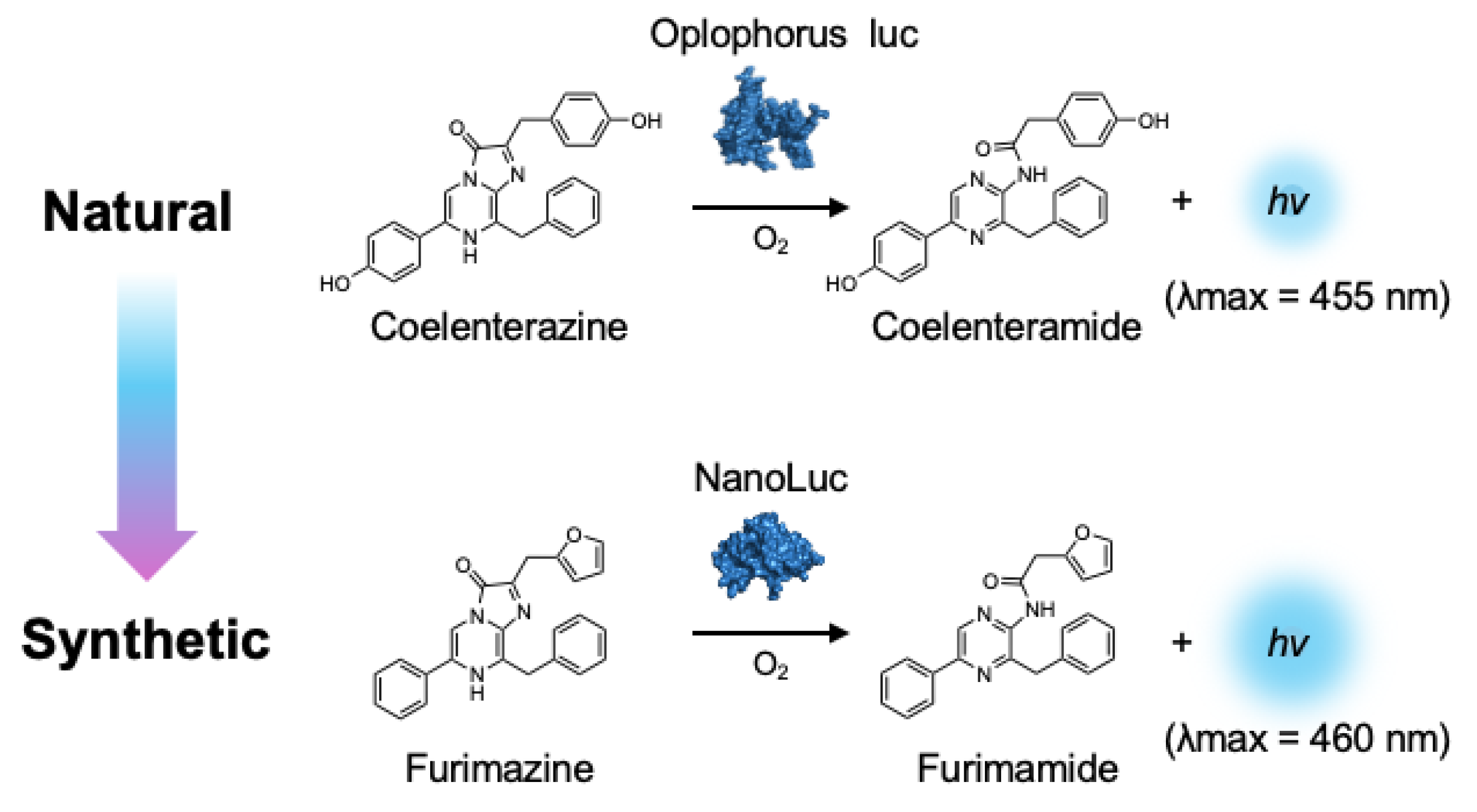 Ijms 25 07338 g003 Ijms 25 07338 g003